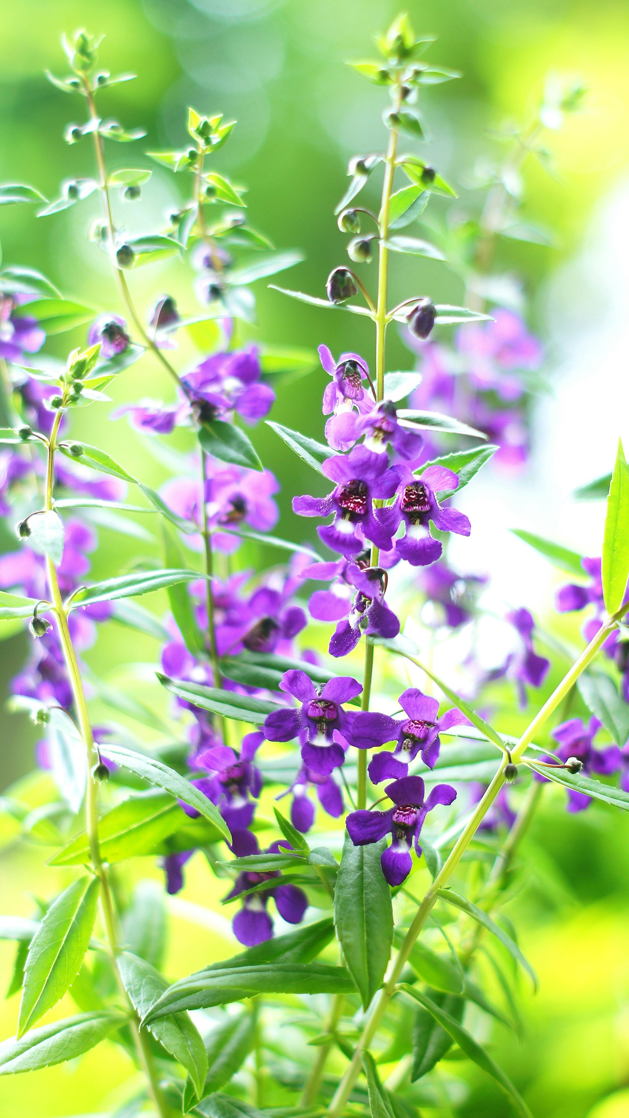 Fleurs d’angelonia violettes et bokeh vert frais