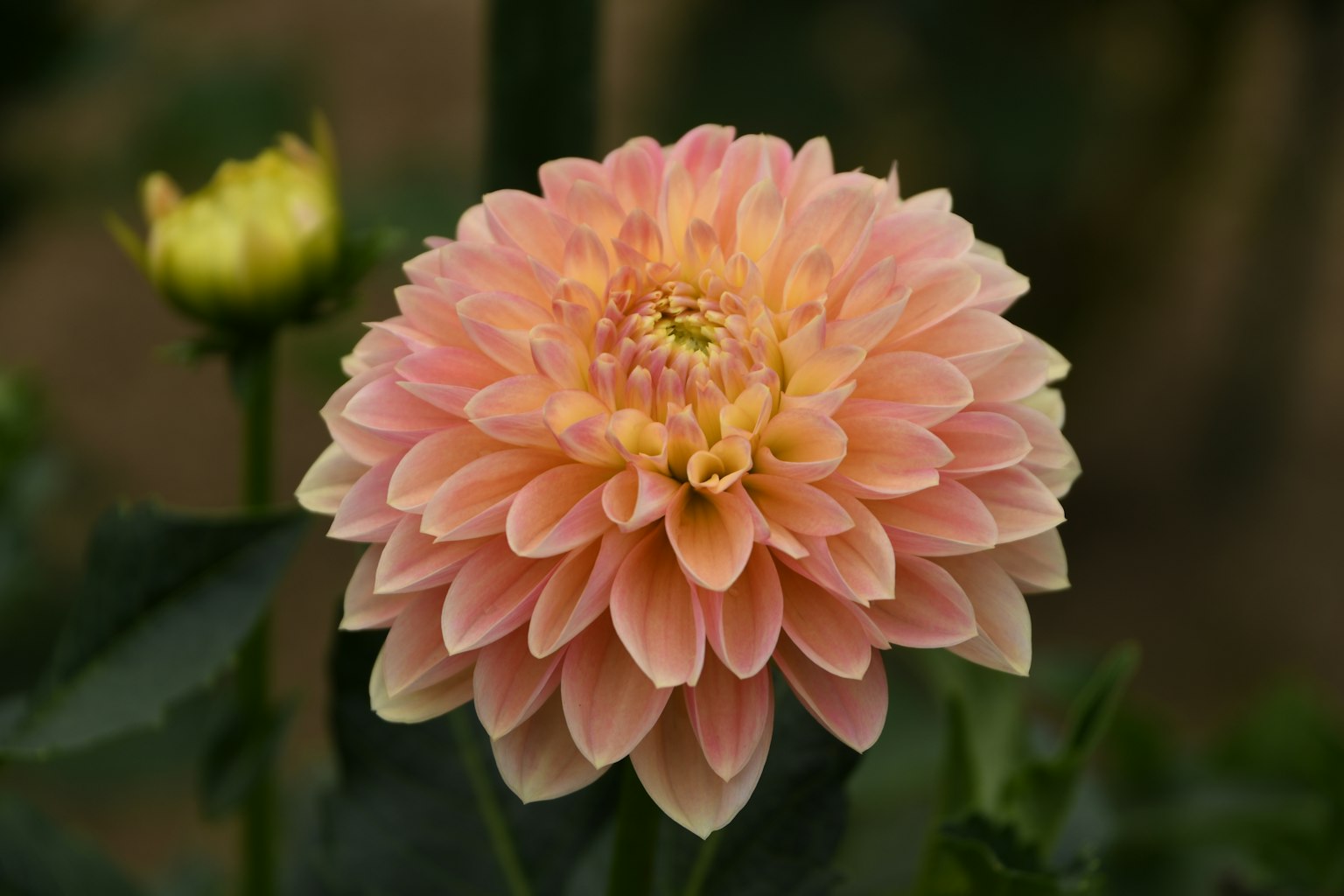 Blühende rosa Dahlienblüte mit geschichteten Blütenblättern