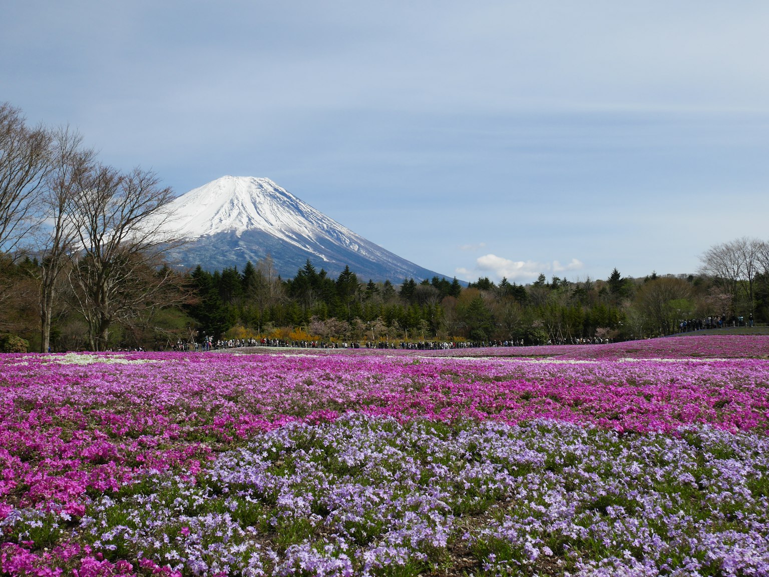 Mont Fuji avec des champs de fleurs colorés