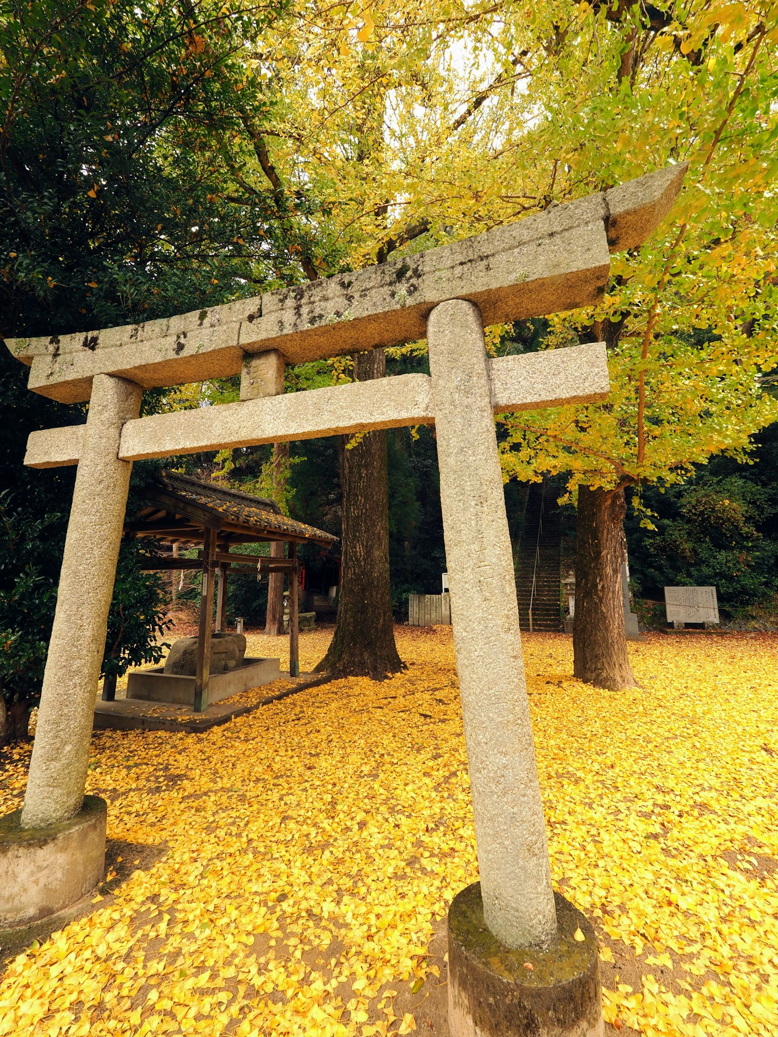 神社的鳥居被秋天的落葉和樹木環繞
