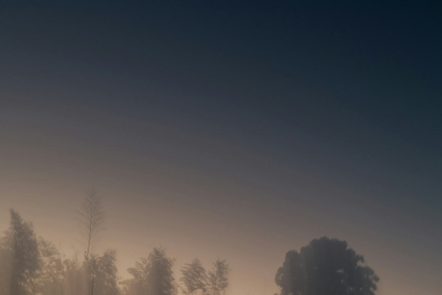 Paesaggio di alberi avvolti nella nebbia con un cielo crepuscolare