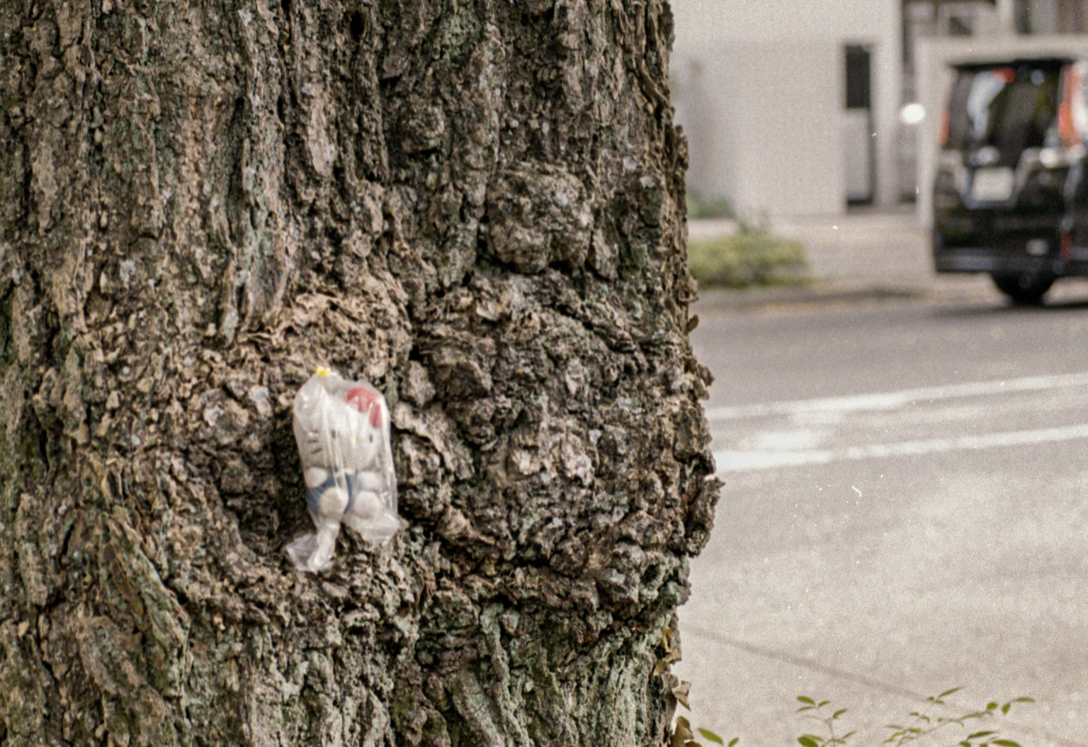 木の幹に埋もれた白い物体と周囲の街並み