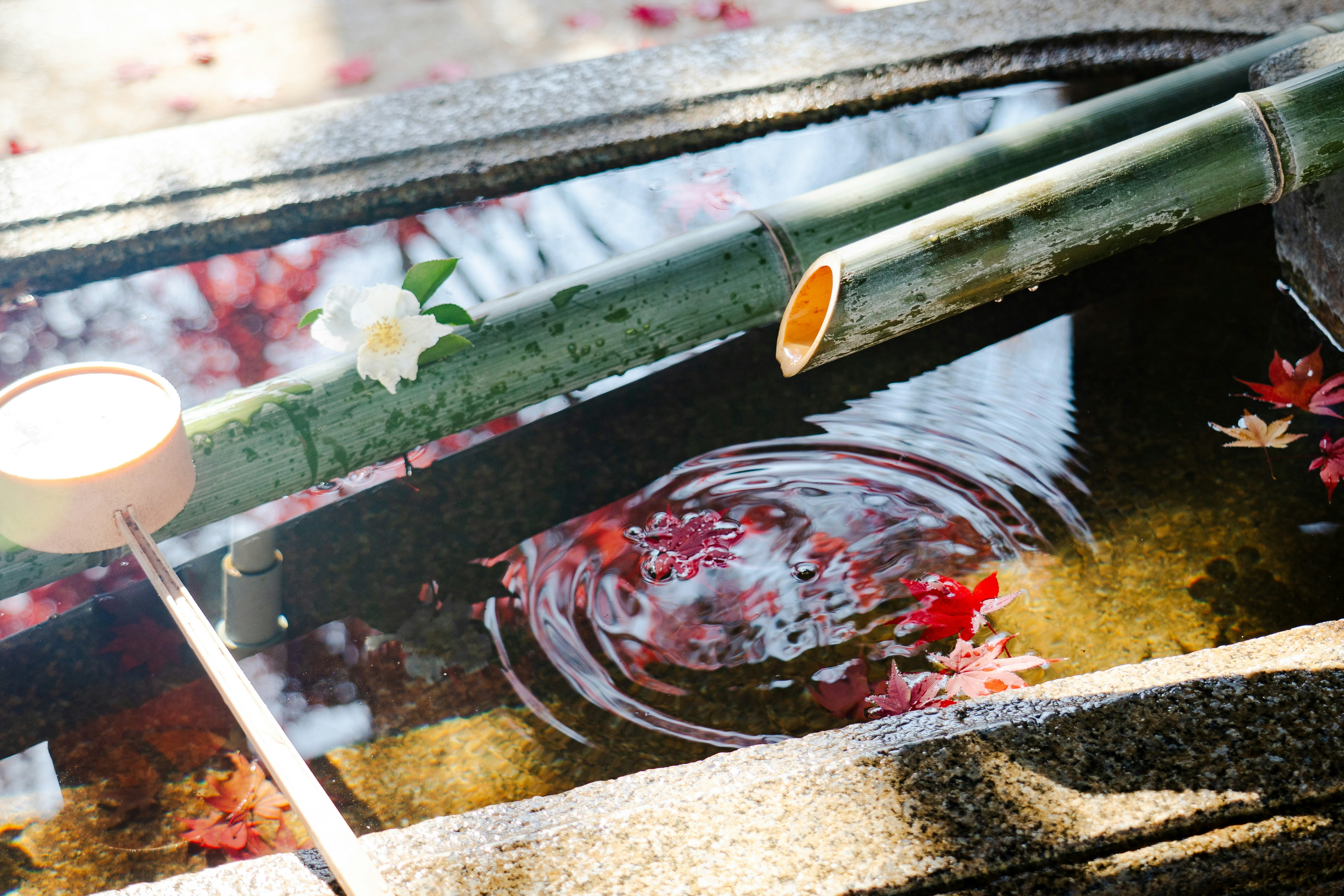 竹の水槽に浮かぶ花びらと金魚