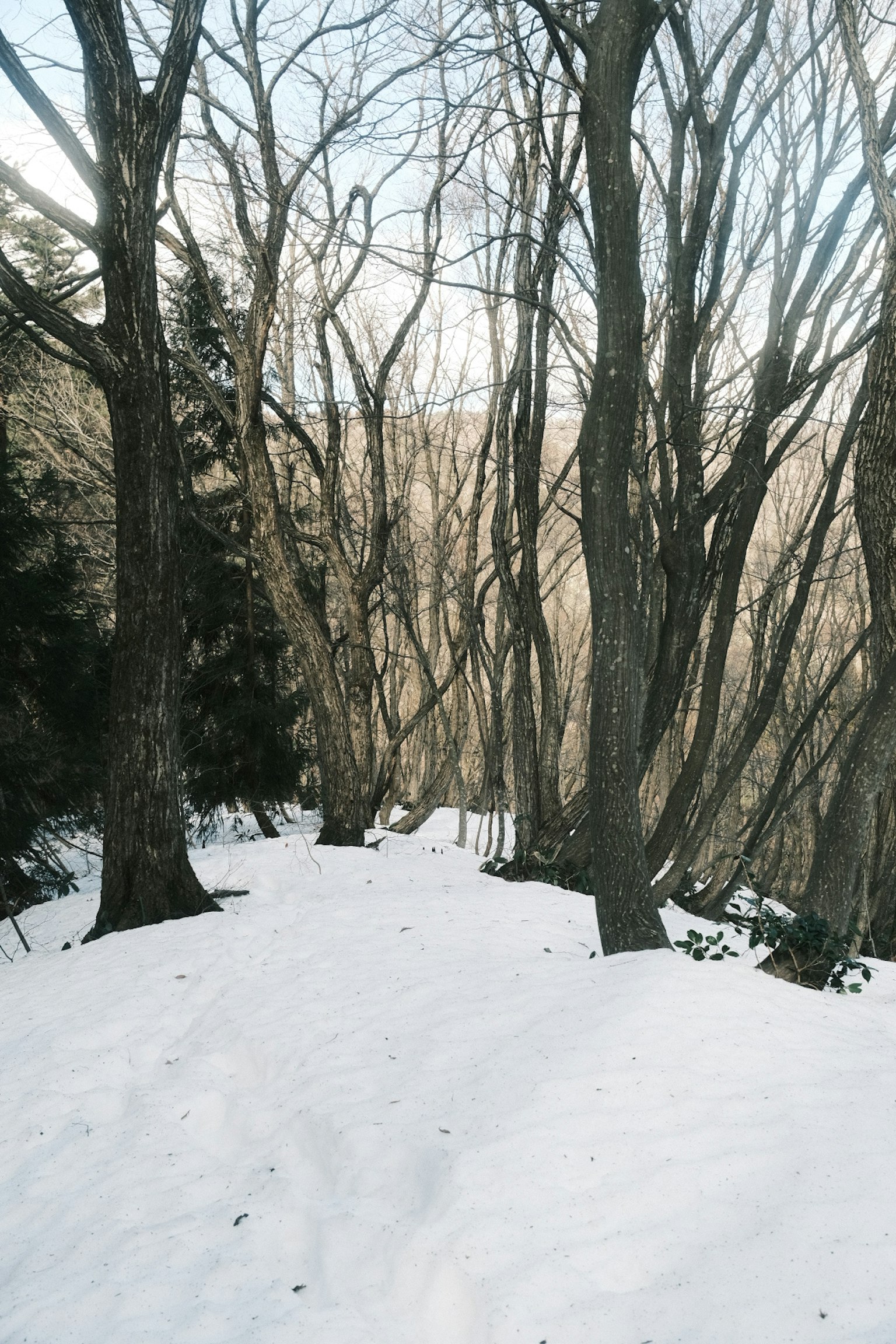 Snow-covered path in a forest with bare trees