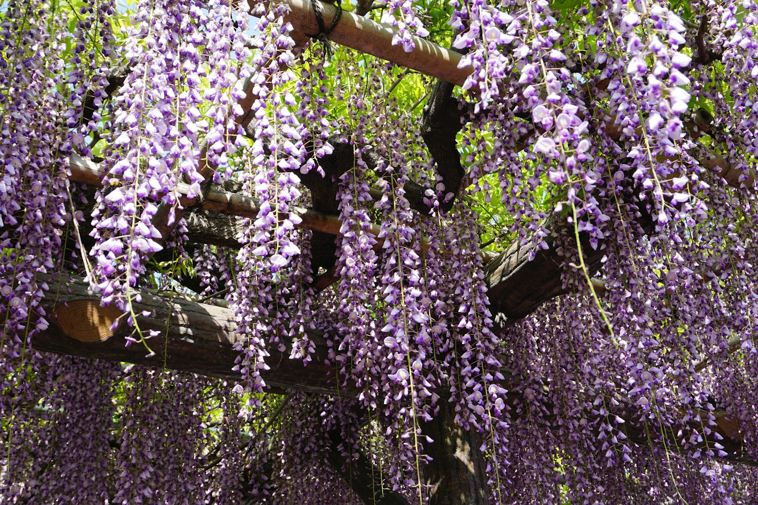 Bellissimo scenario di fiori di glicine viola che pendono