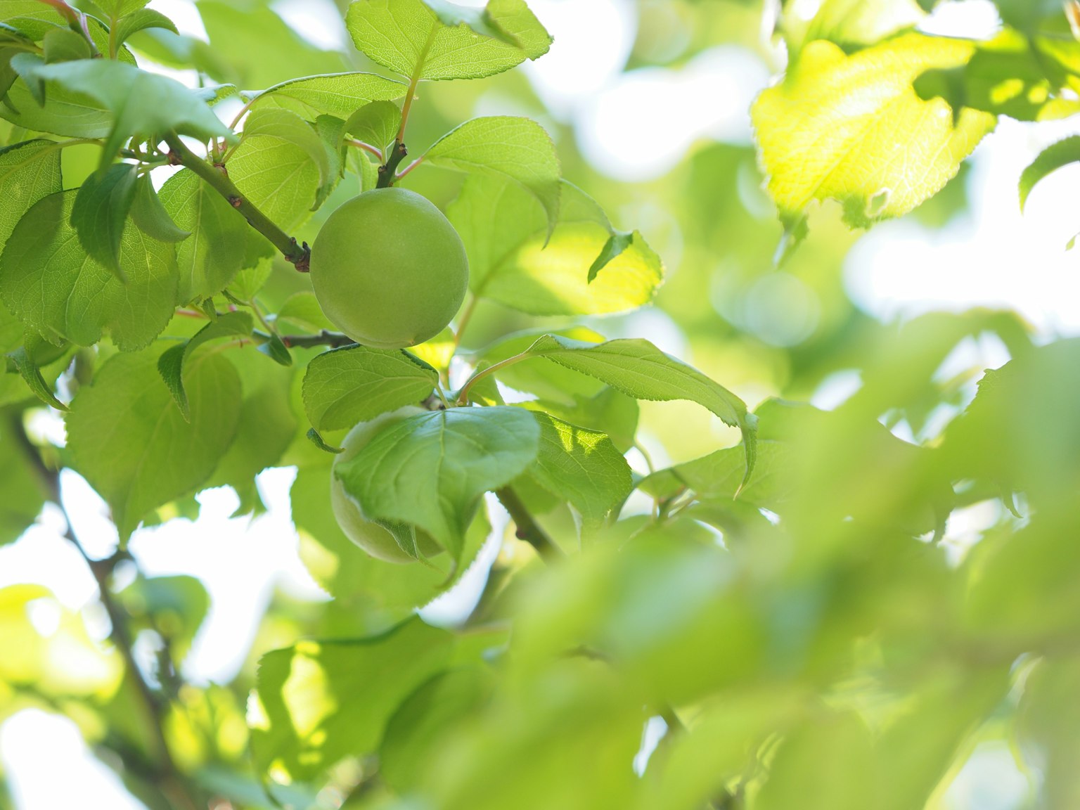 Cabang pohon dengan daun hijau dan buah kecil