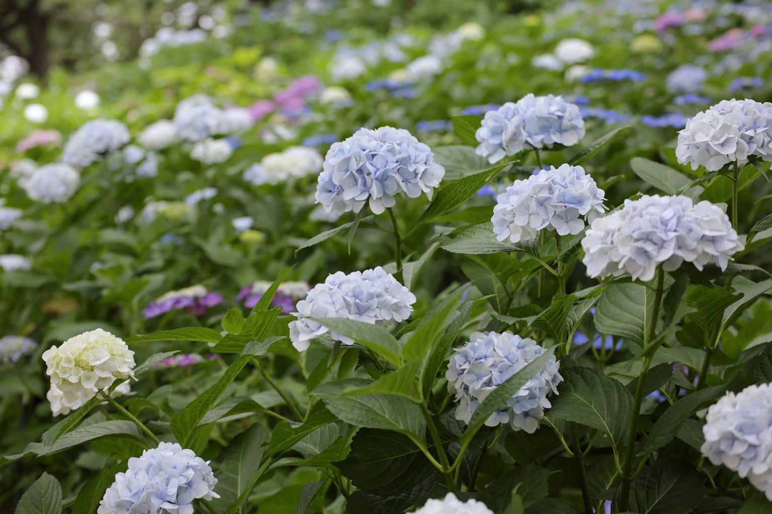 A lush garden with blooming blue hydrangea flowers