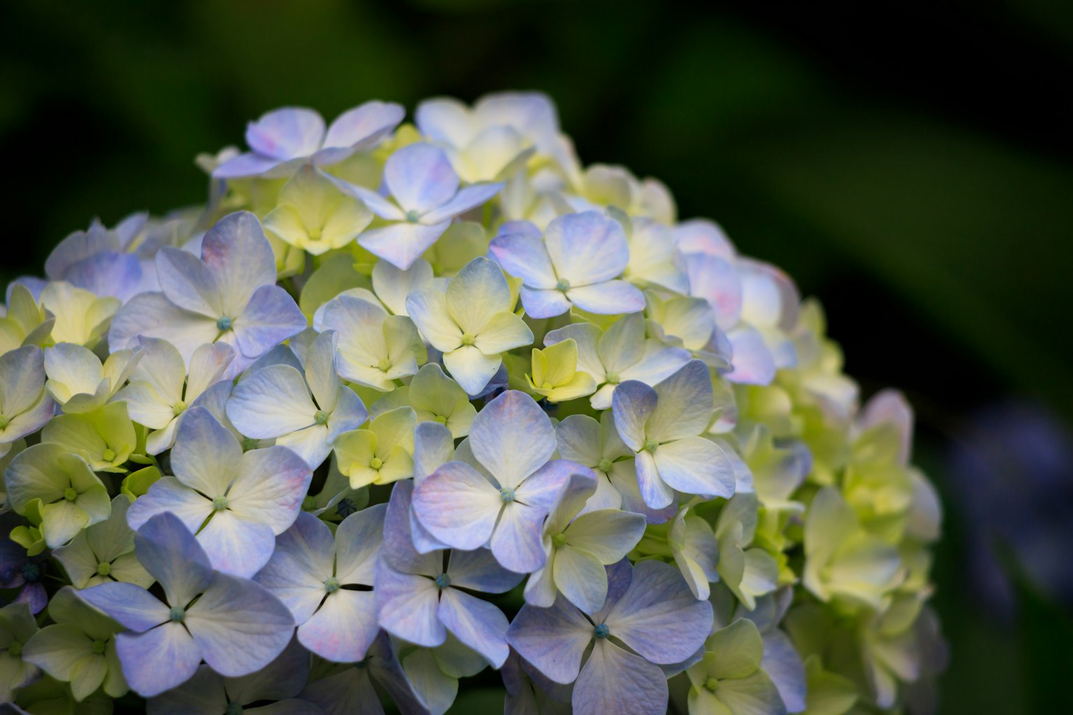 Nahaufnahme von blauen Hortensienblüten in voller Blüte