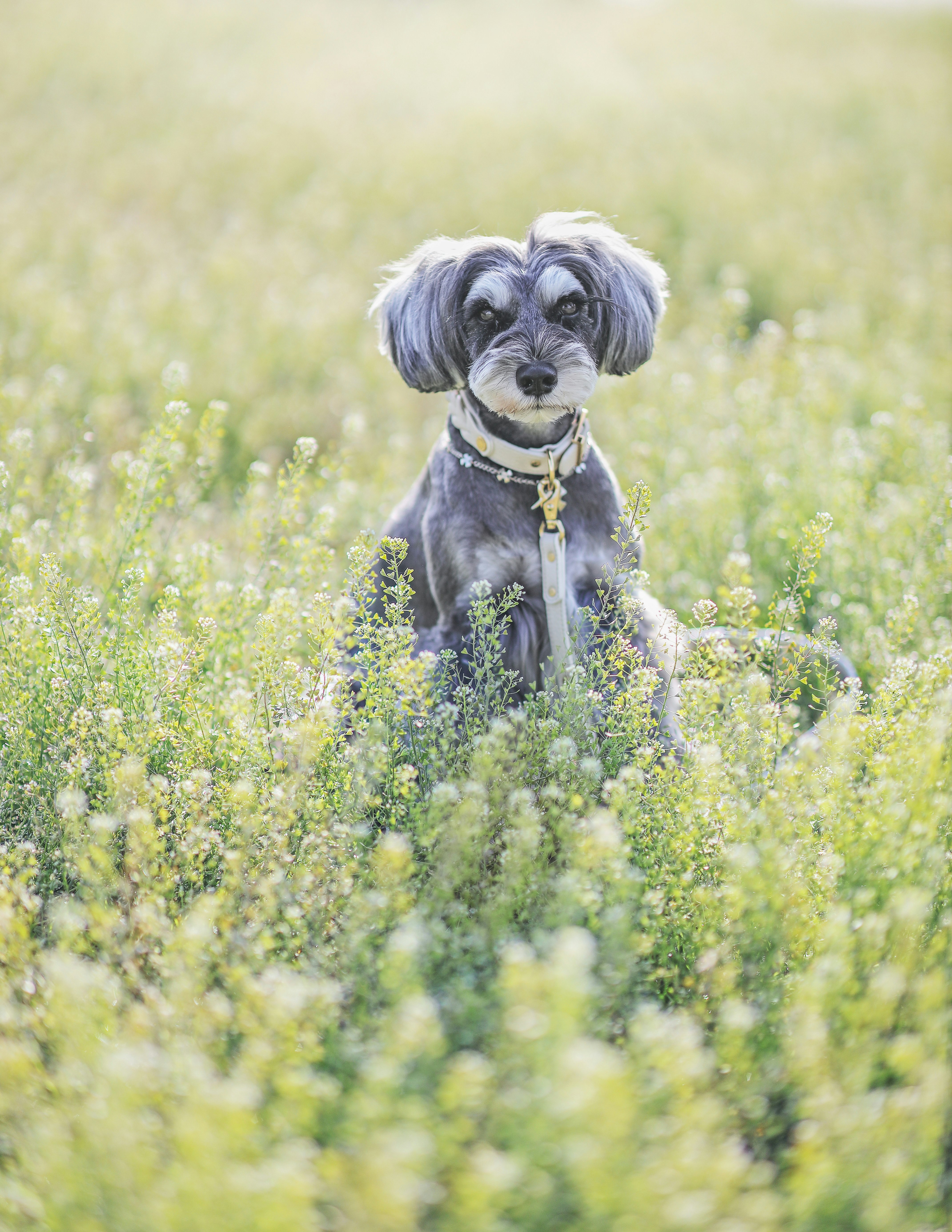 anjing kecil berdiri di ladang bunga