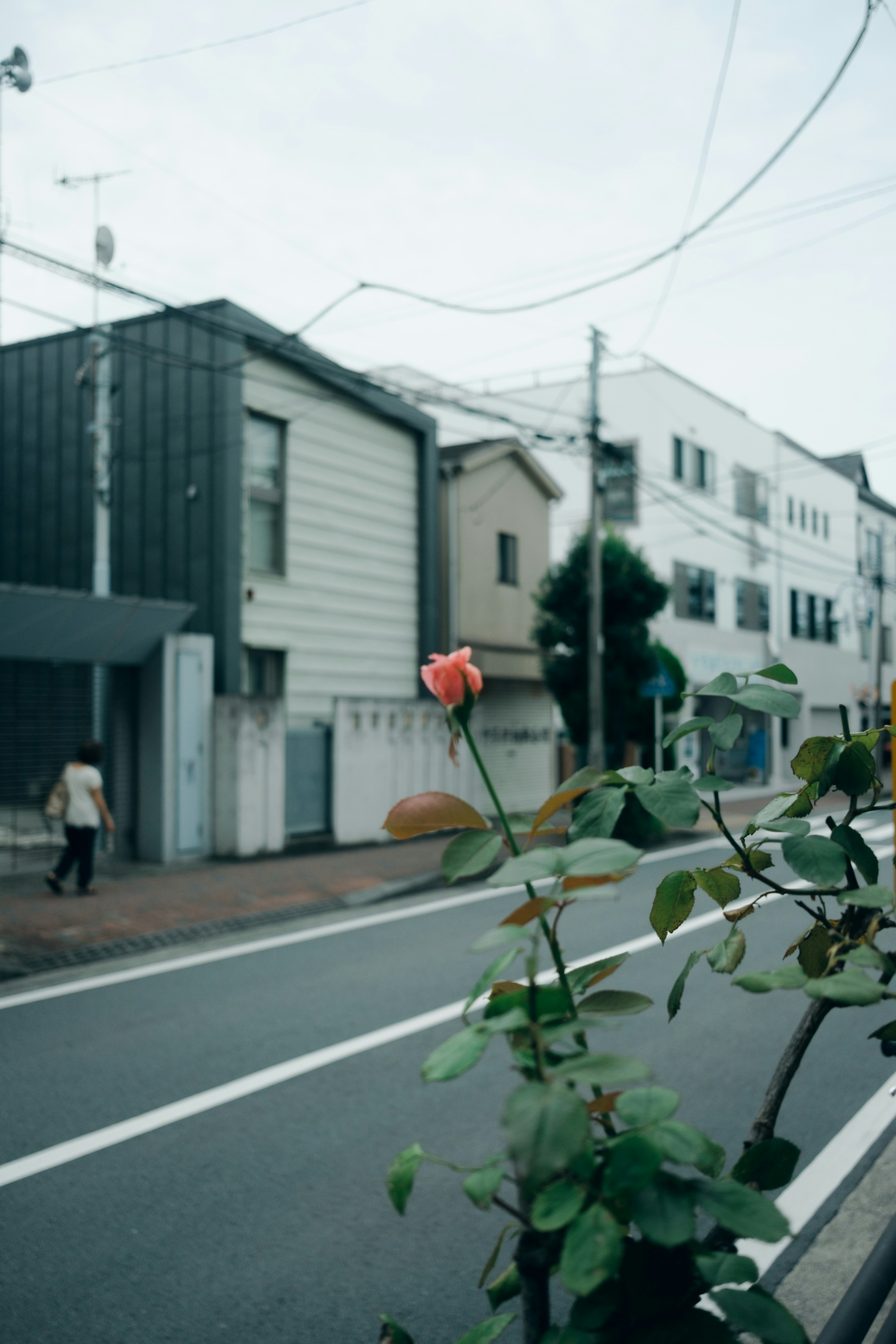 Escena urbana con una flor roja junto a la carretera