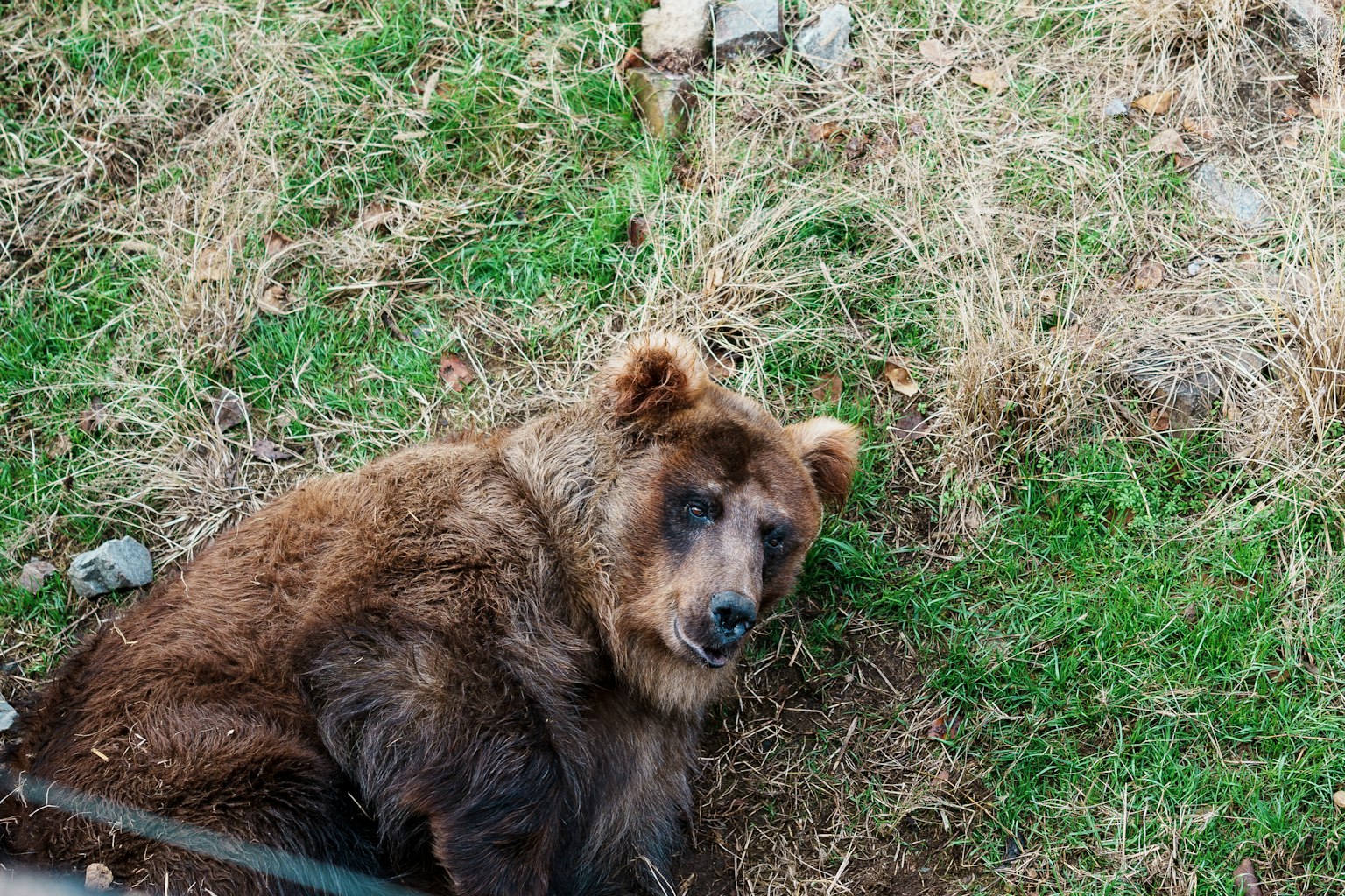 Oso pardo tumbado en la hierba
