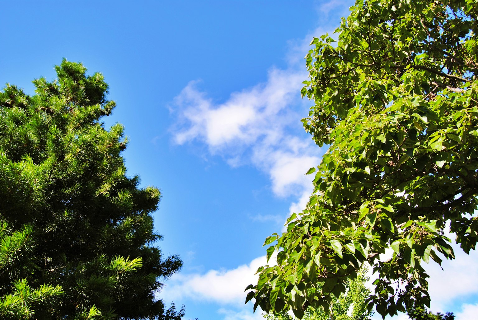 Cielo blu con alberi verdi e nuvole bianche