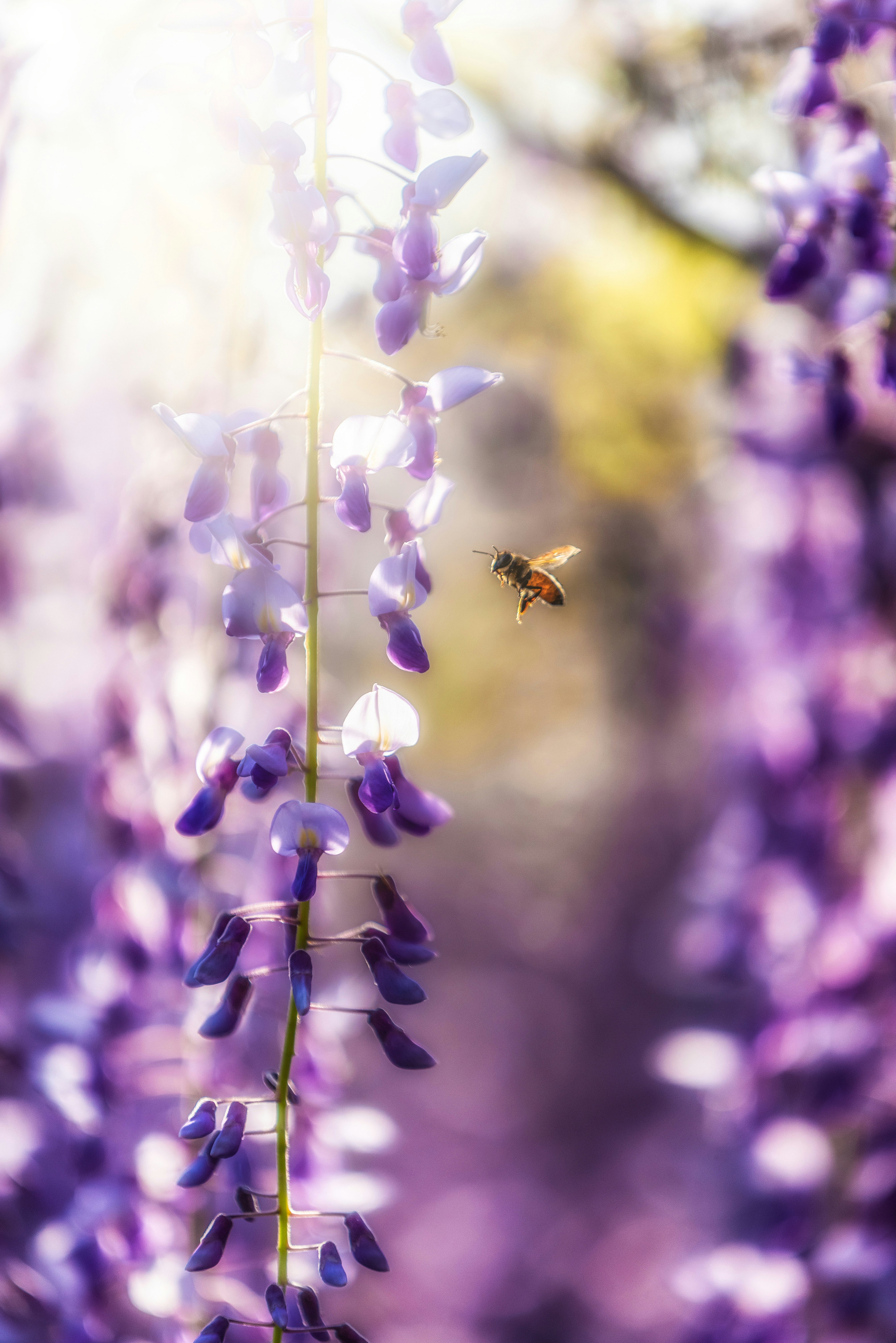 紫の花穂に飛ぶ小さなハチのいる花畑