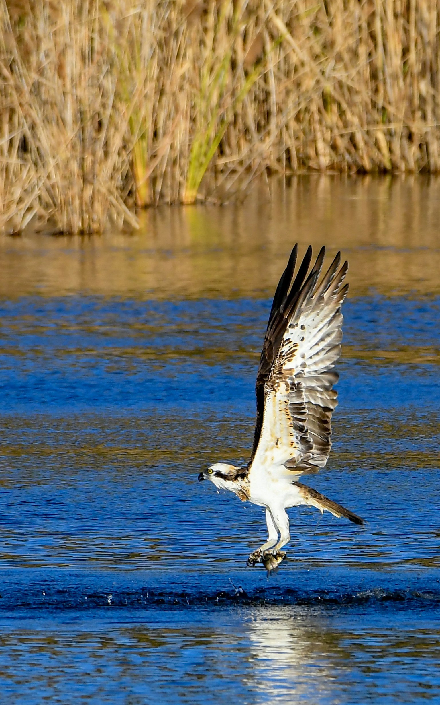 Balbuzard pêcheur s'envolant de la surface de l'eau avec les ailes déployées attrapant un poisson