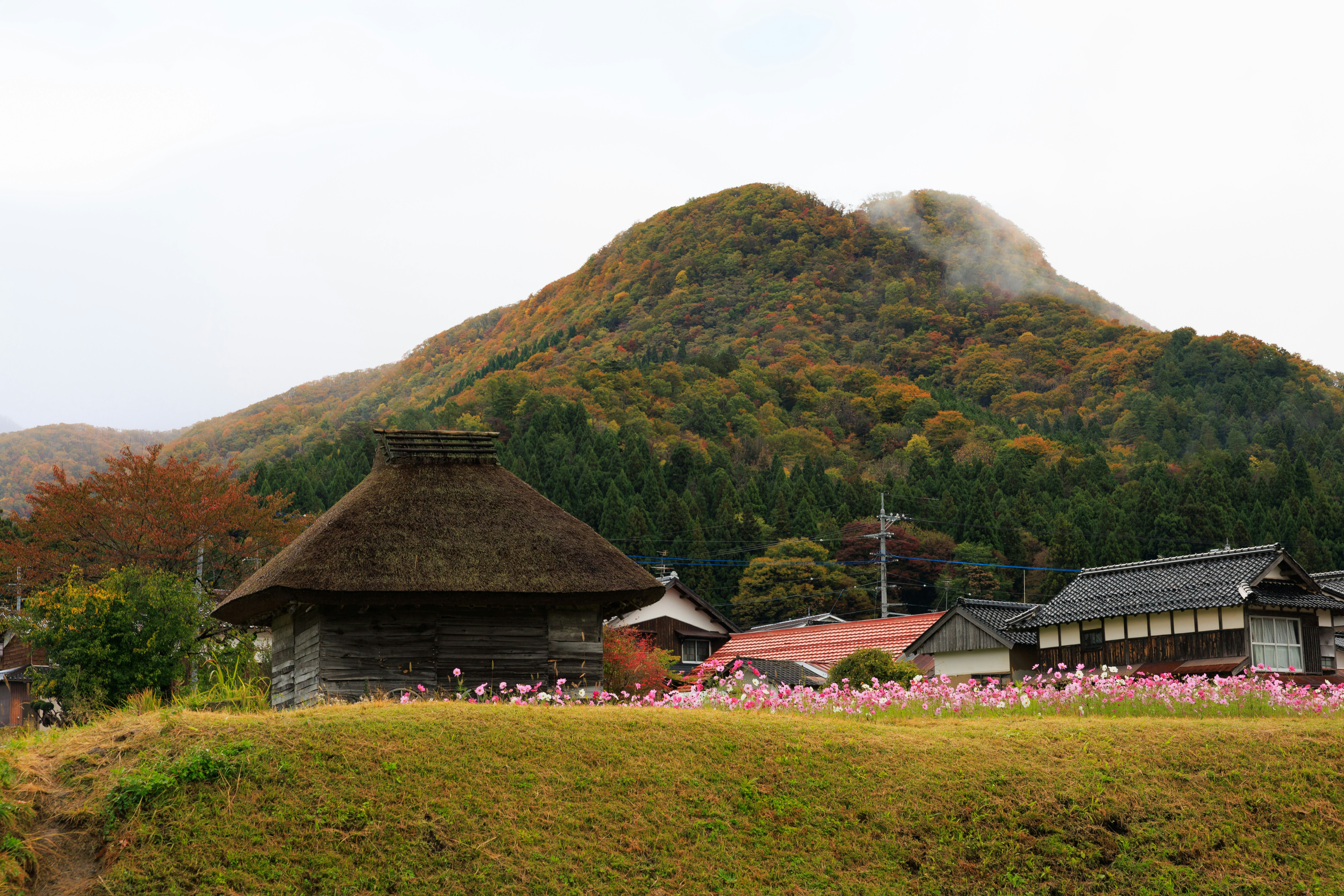 山あいの茅葺き家屋とピンクの花畑