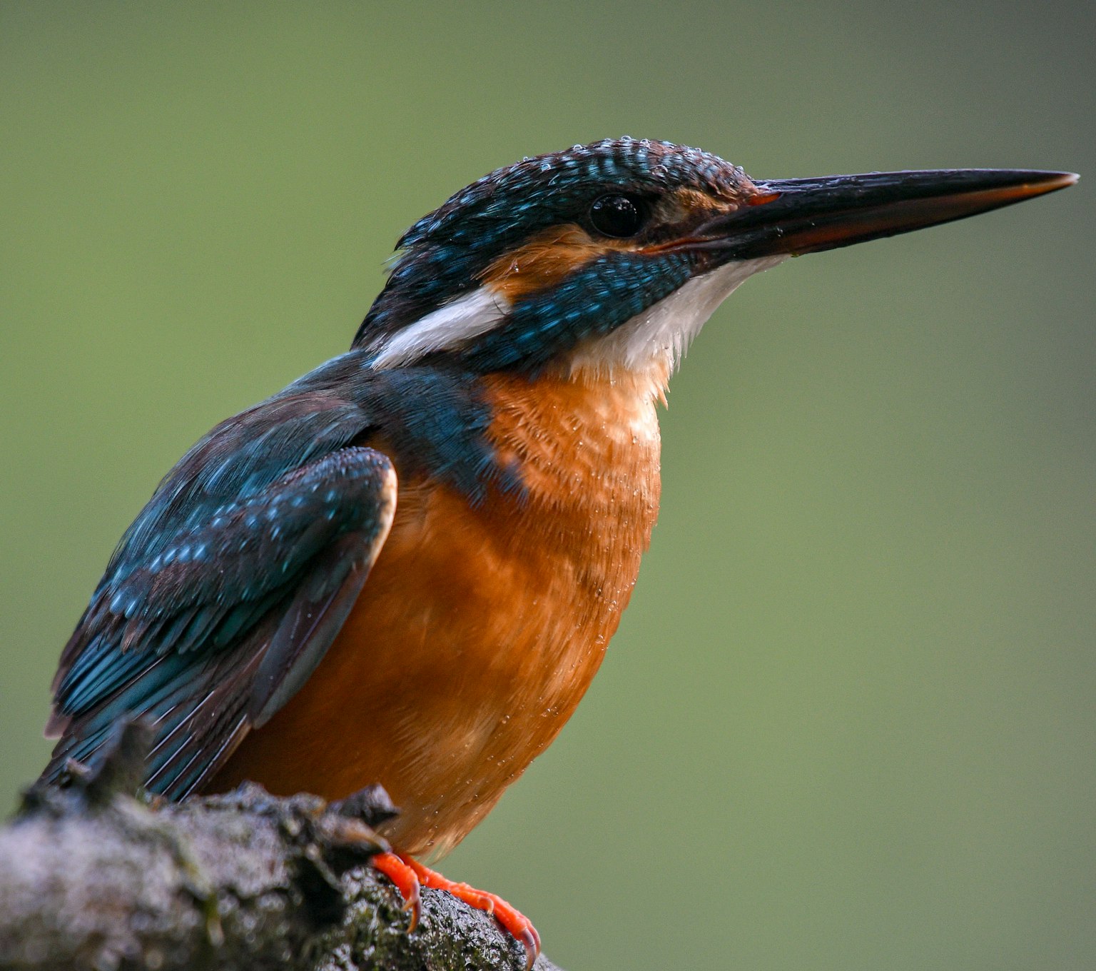 Un roi des oiseaux coloré perché sur une branche