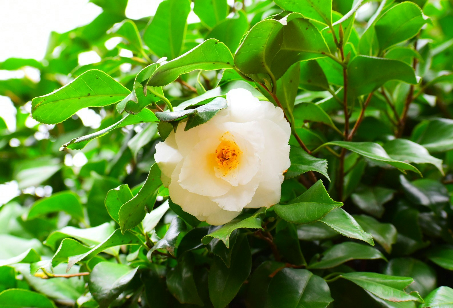 緑の葉に咲く白い椿の花