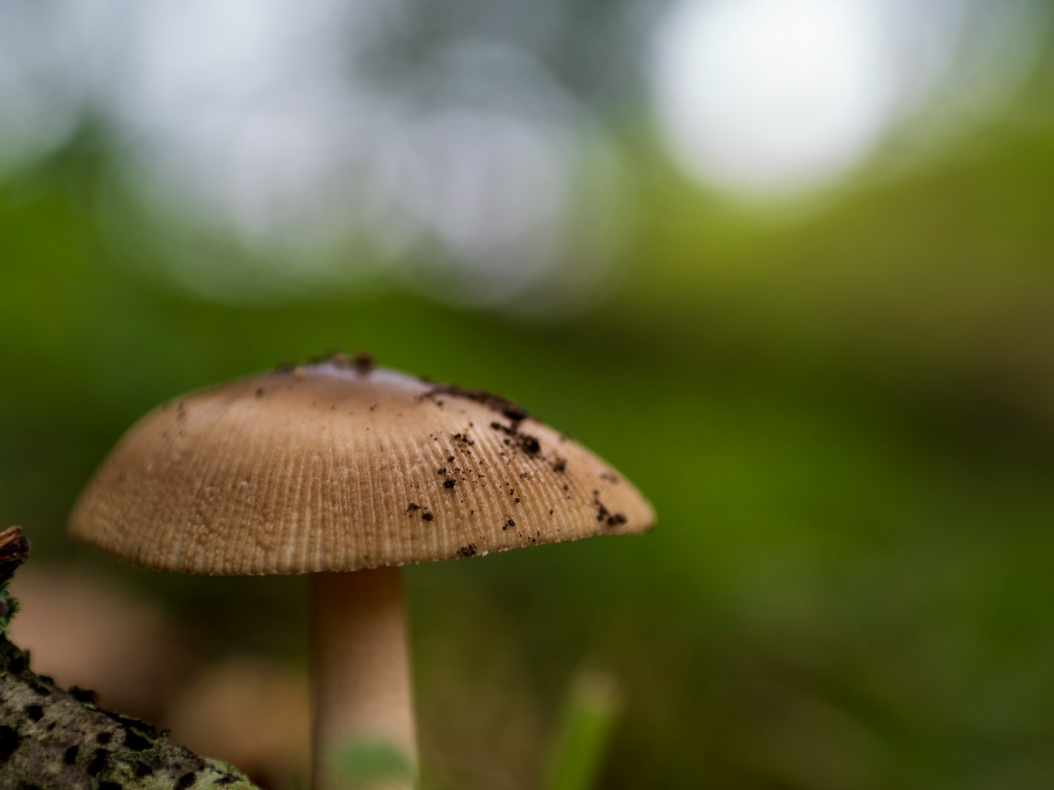 A small mushroom growing on the ground with a blurred green natural background