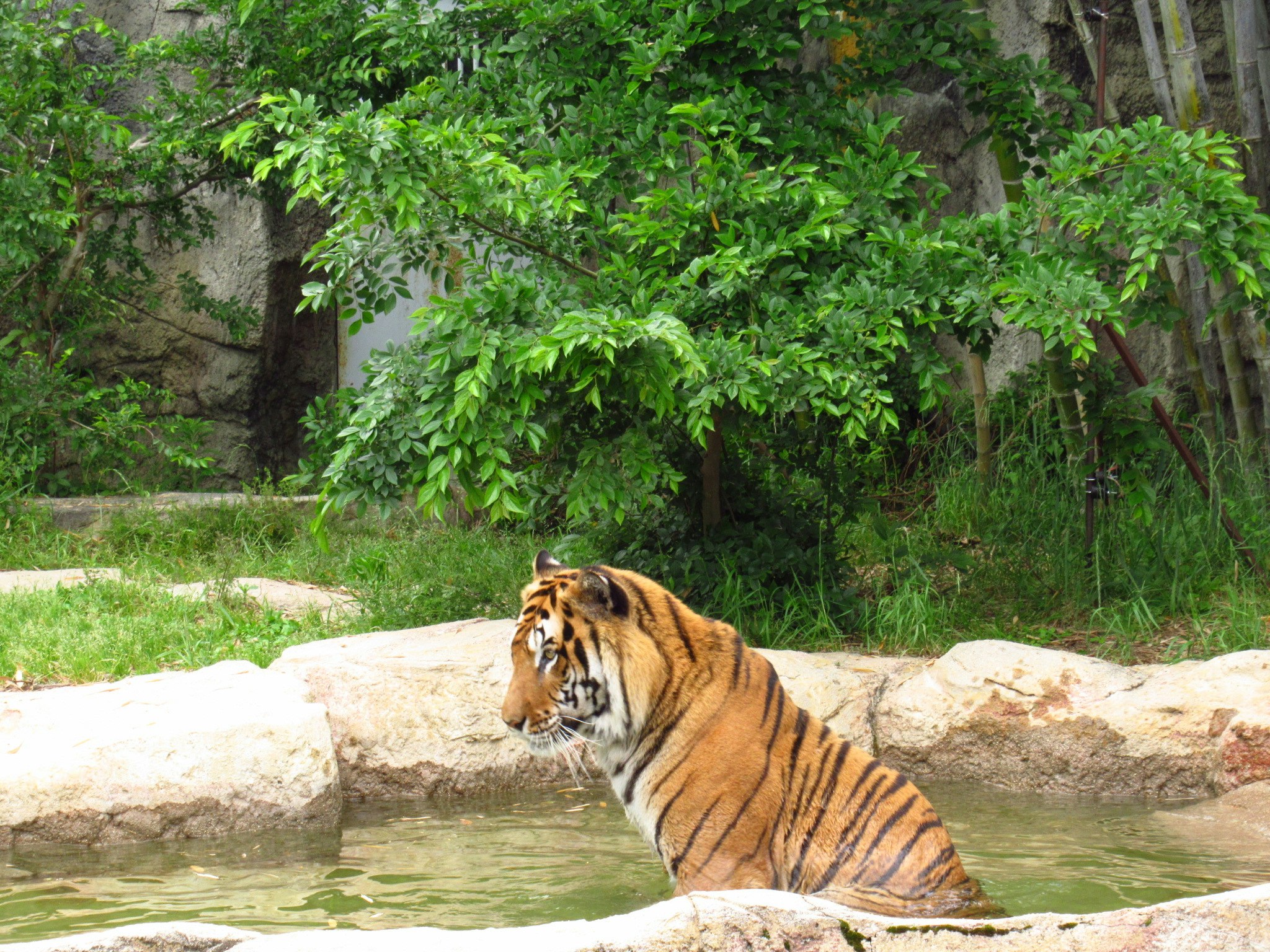 水辺でくつろぐトラのいる動物園の自然風景