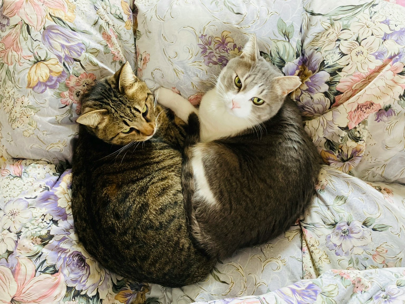 Dos gatos acurrucados en un sofá floral
