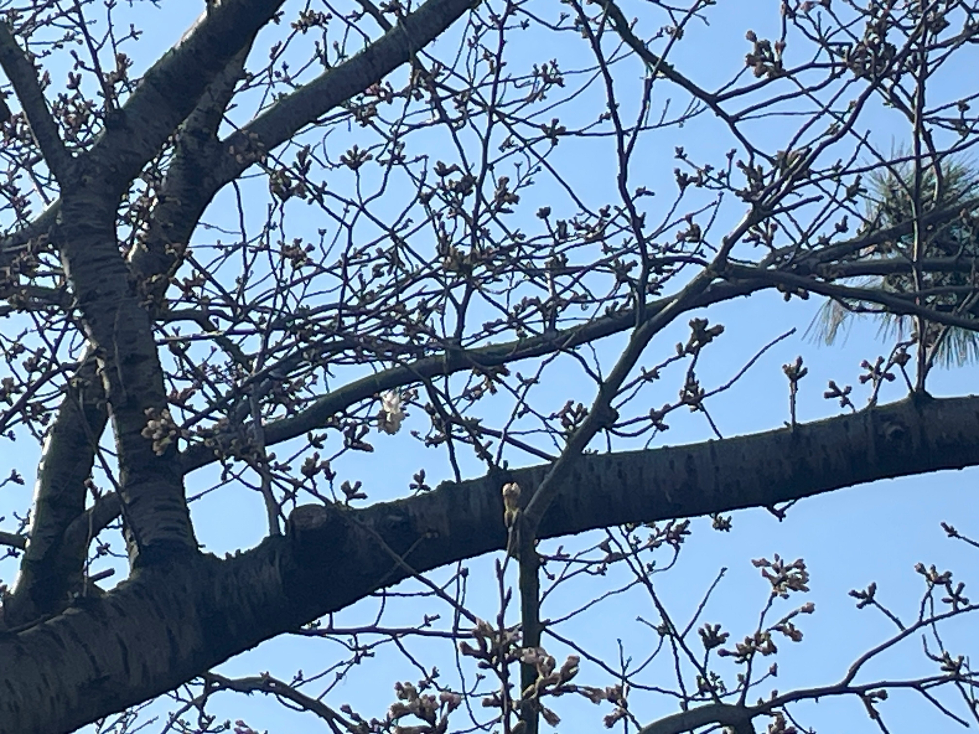 枝に小さな花が咲く落葉樹の空抜け