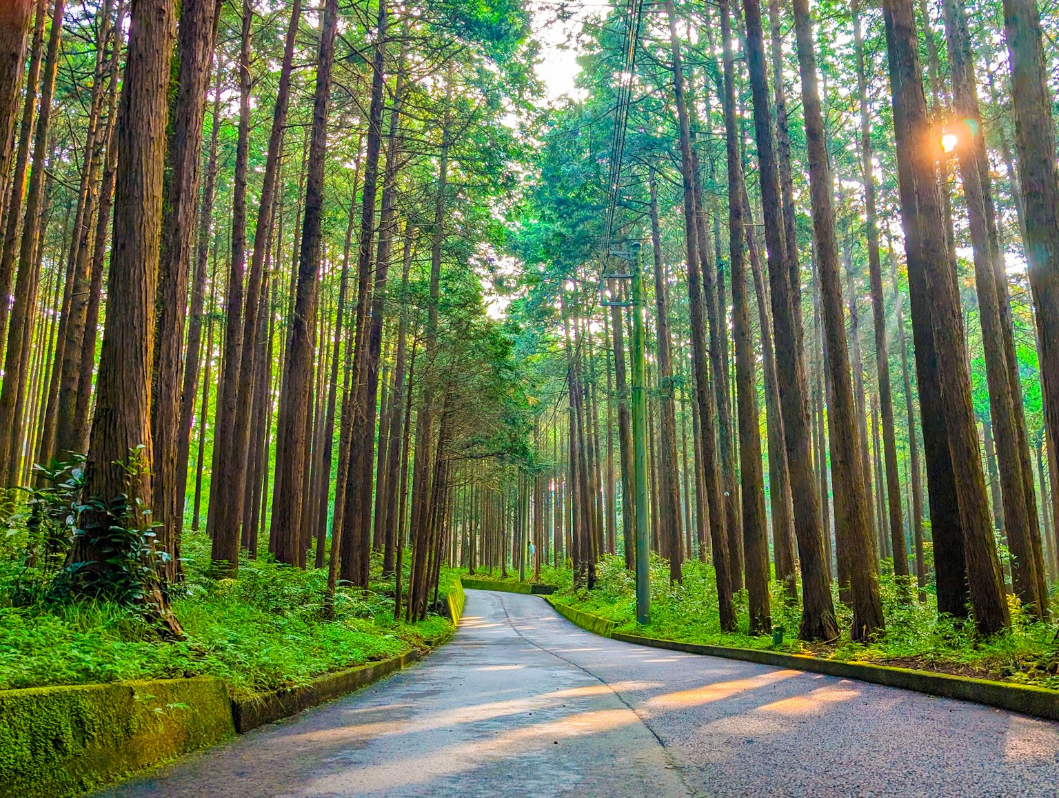 Jalan berkelok-kelok di hutan hijau lebat dengan pohon-pohon tinggi