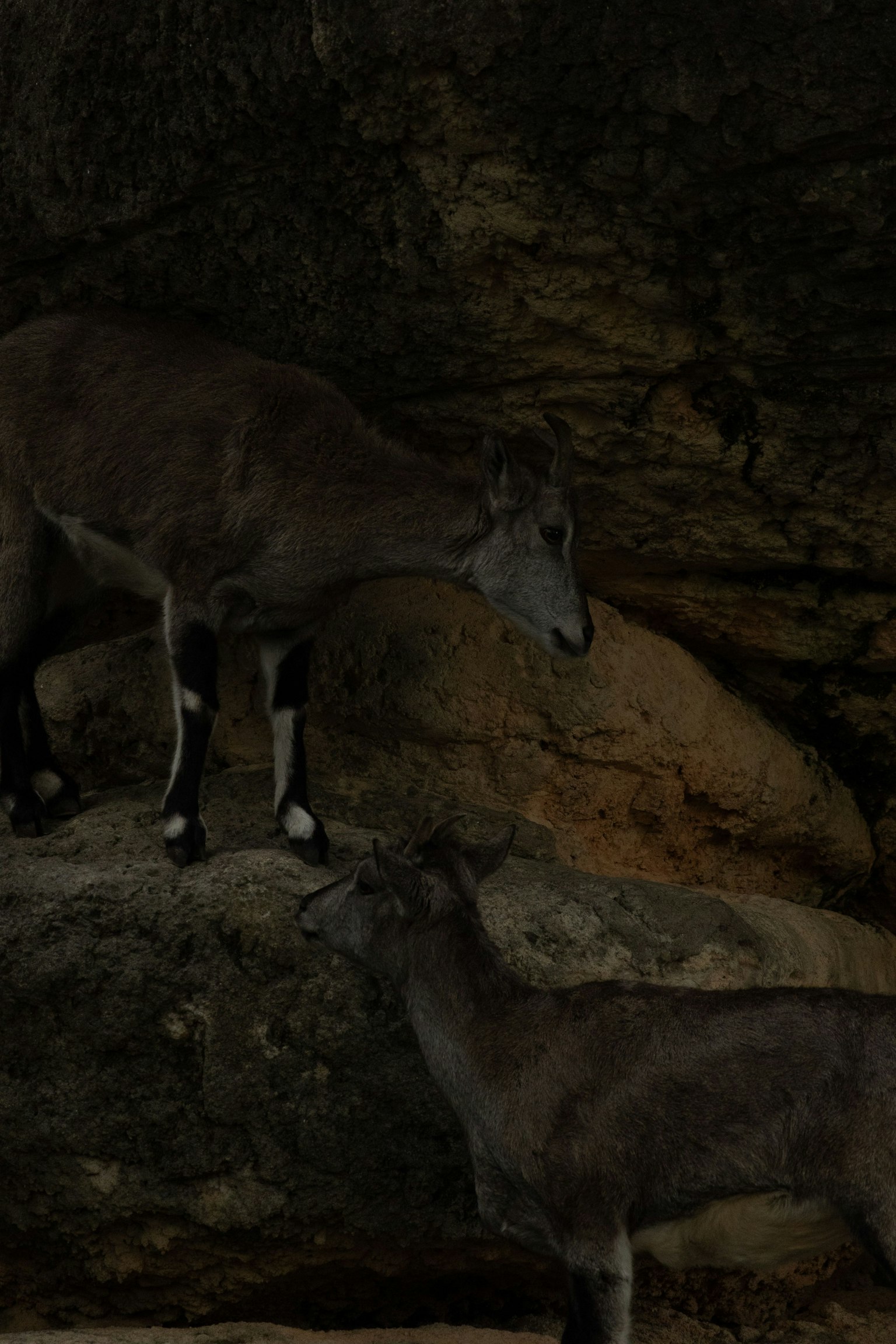 Dua kambing dekat batu di gua gelap