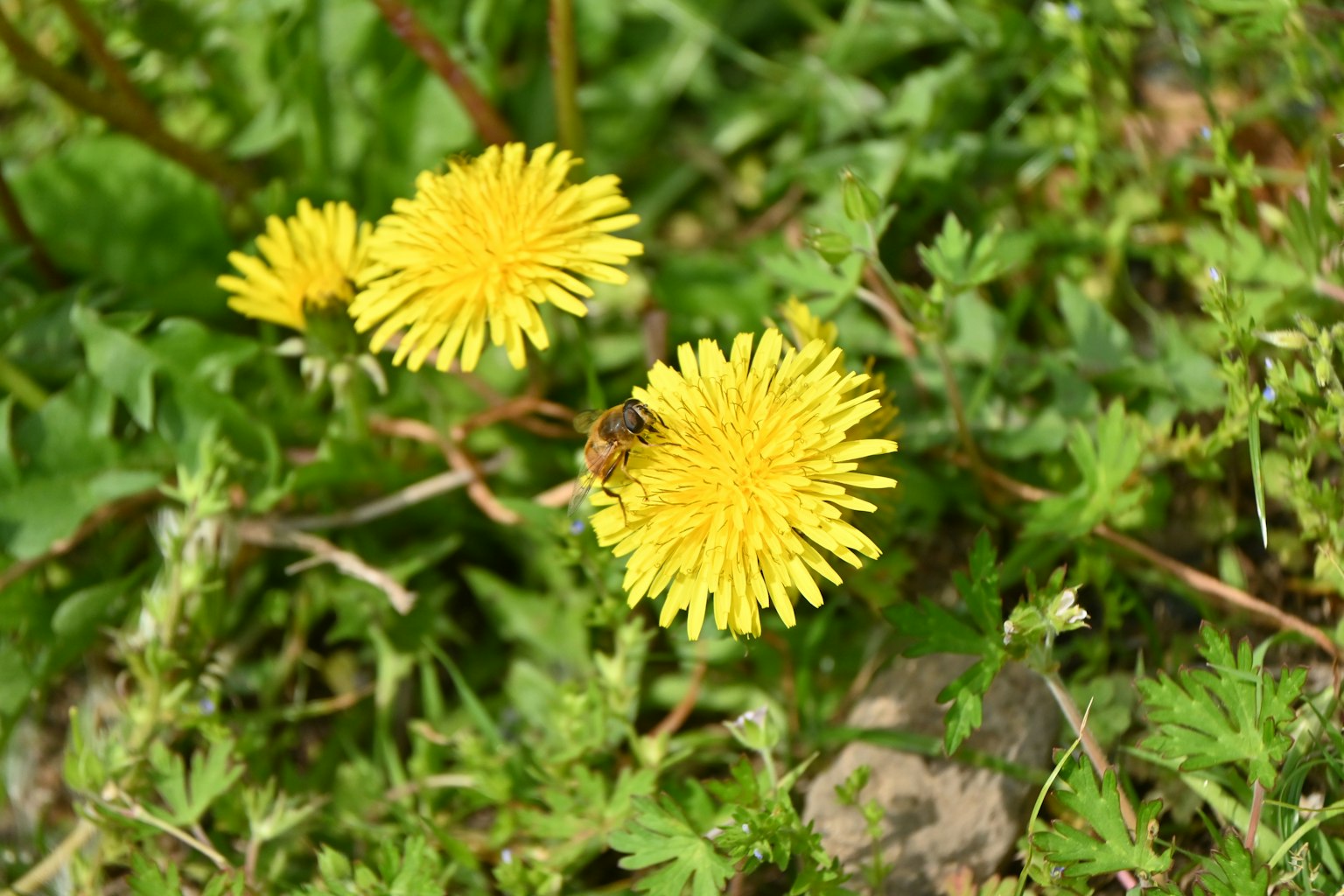 黄色のタンポポの花と周囲の緑の葉