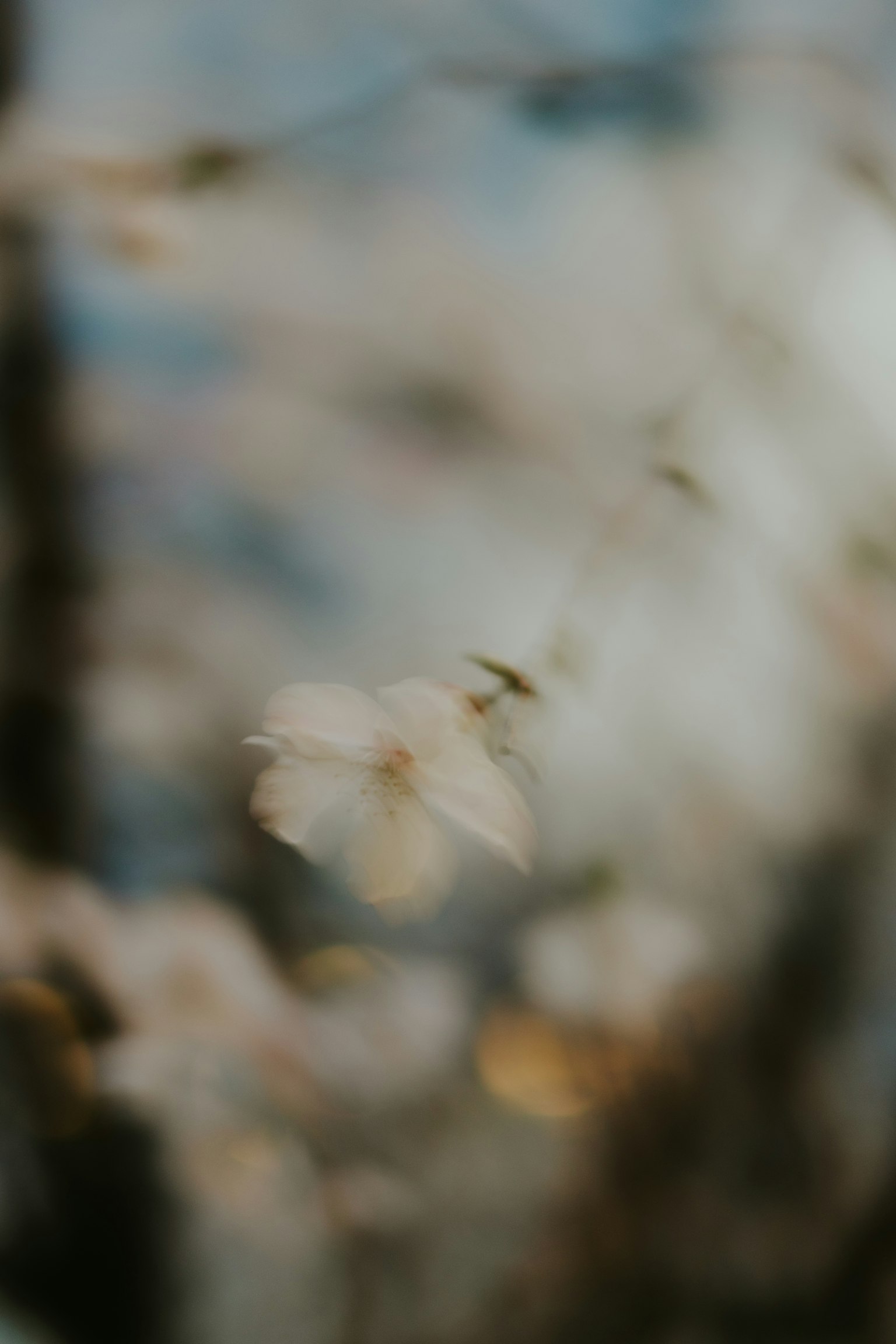 Verschwommene Kirschblüten mit einem sanften blauen Hintergrund