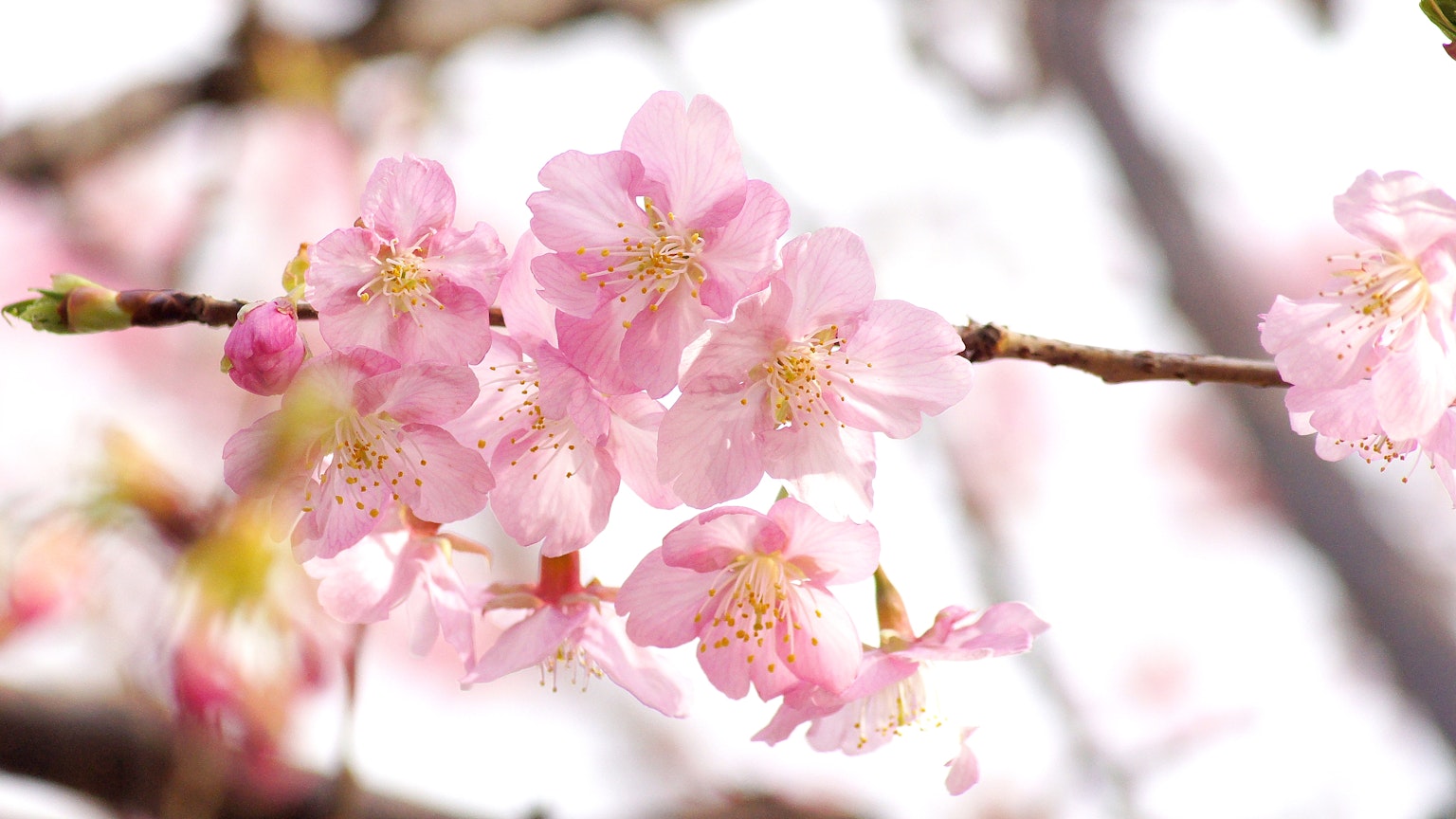 Acercamiento de flores de cerezo en una rama
