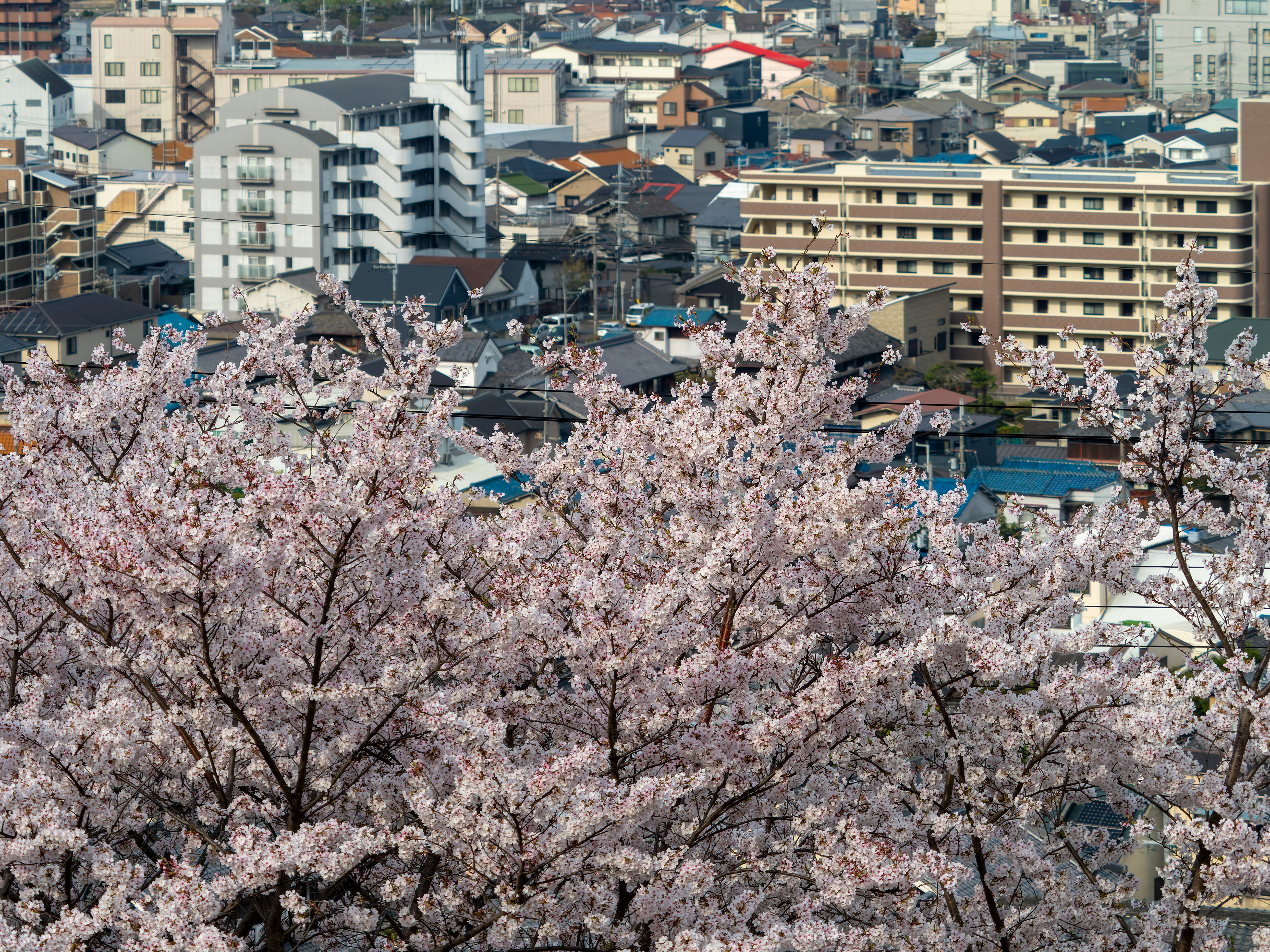 柏原市の高尾山を望む桜咲く街並み