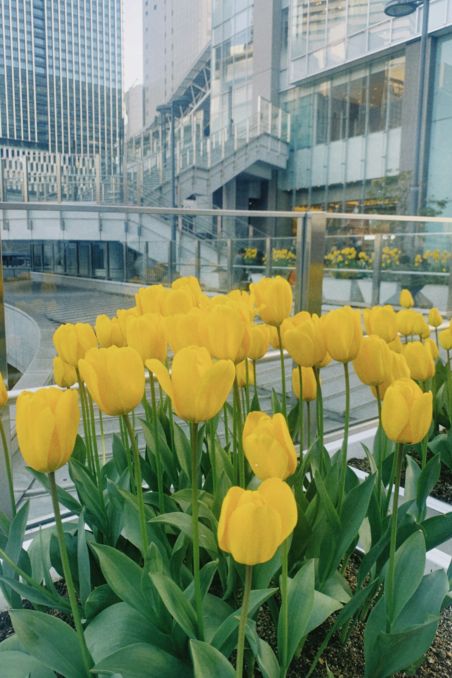 Sekelompok tulip kuning dalam suasana perkotaan