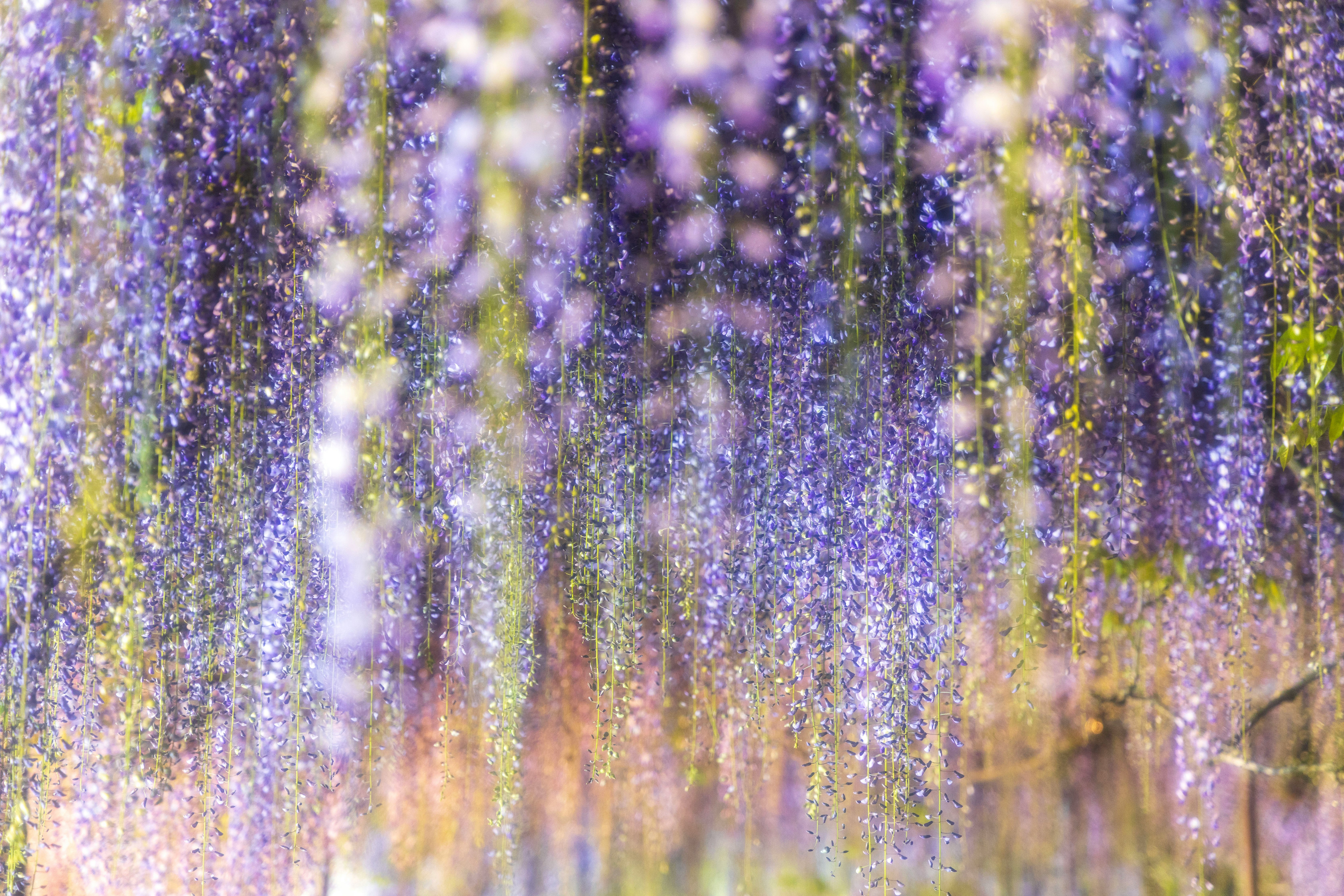 紫の花が降り注ぐように咲く花畑の風景
