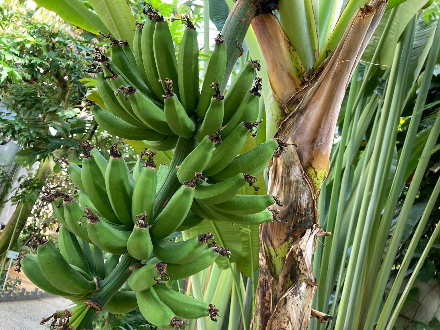 Pannocchia di banane verdi appesa a un albero