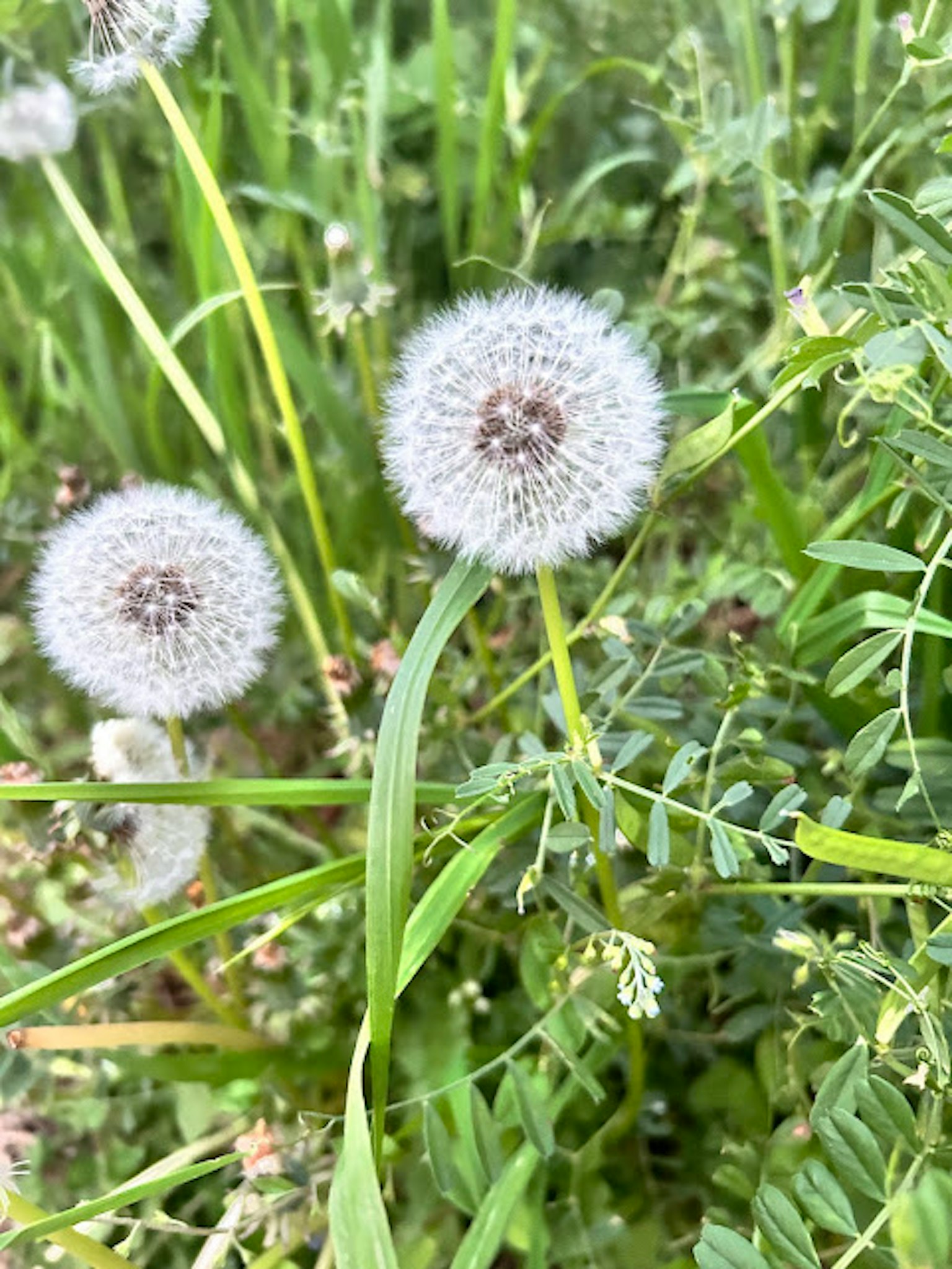 绿色草坪中的白色蒲公英绒球