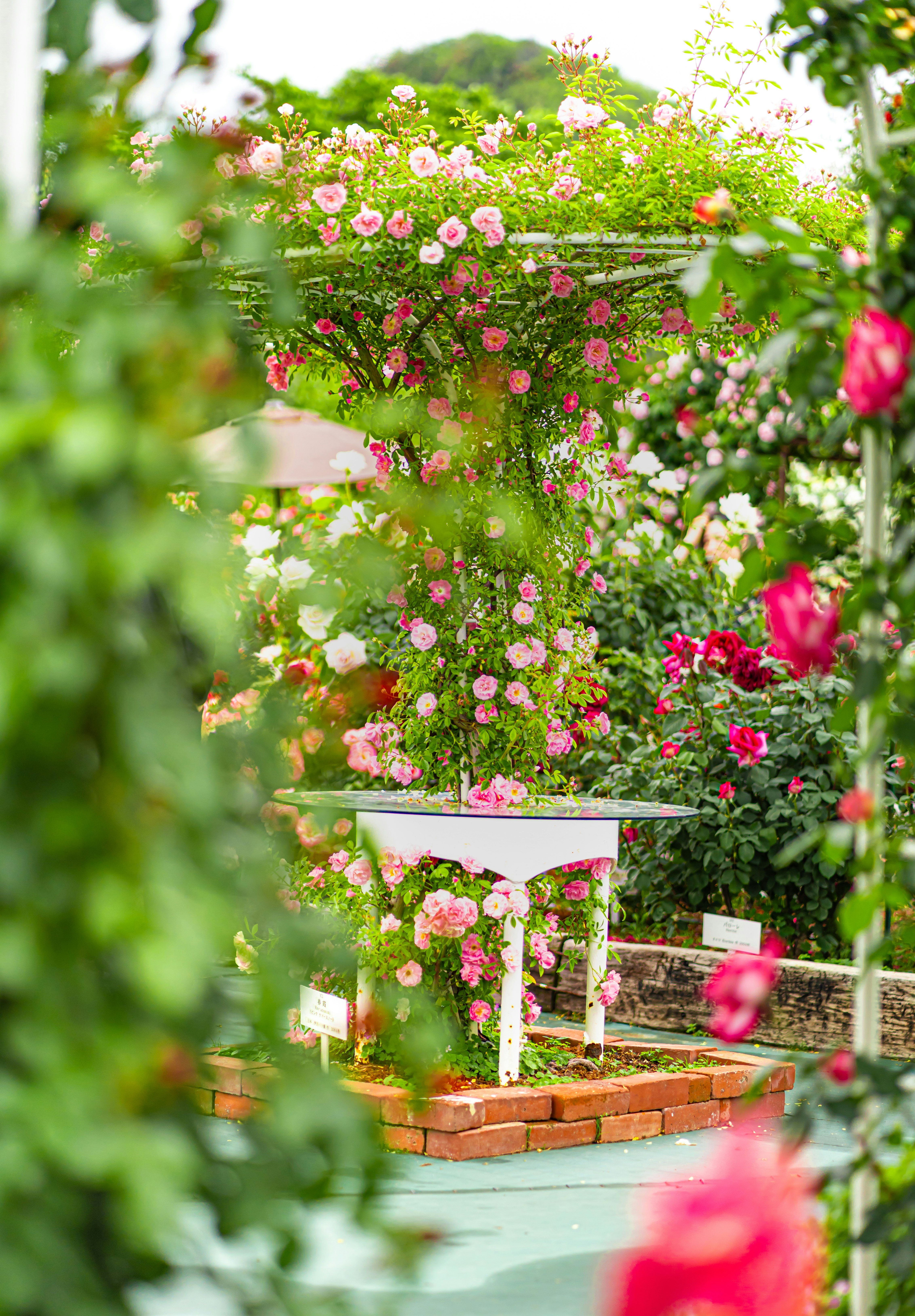 花が咲く庭のピンクの花鉢と花壇のある風景