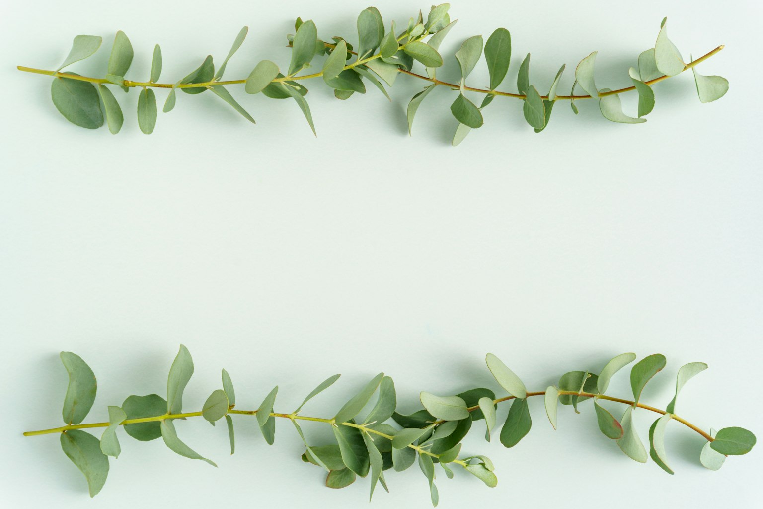 Design semplice con foglie di eucalipto verdi disposte su uno sfondo chiaro
