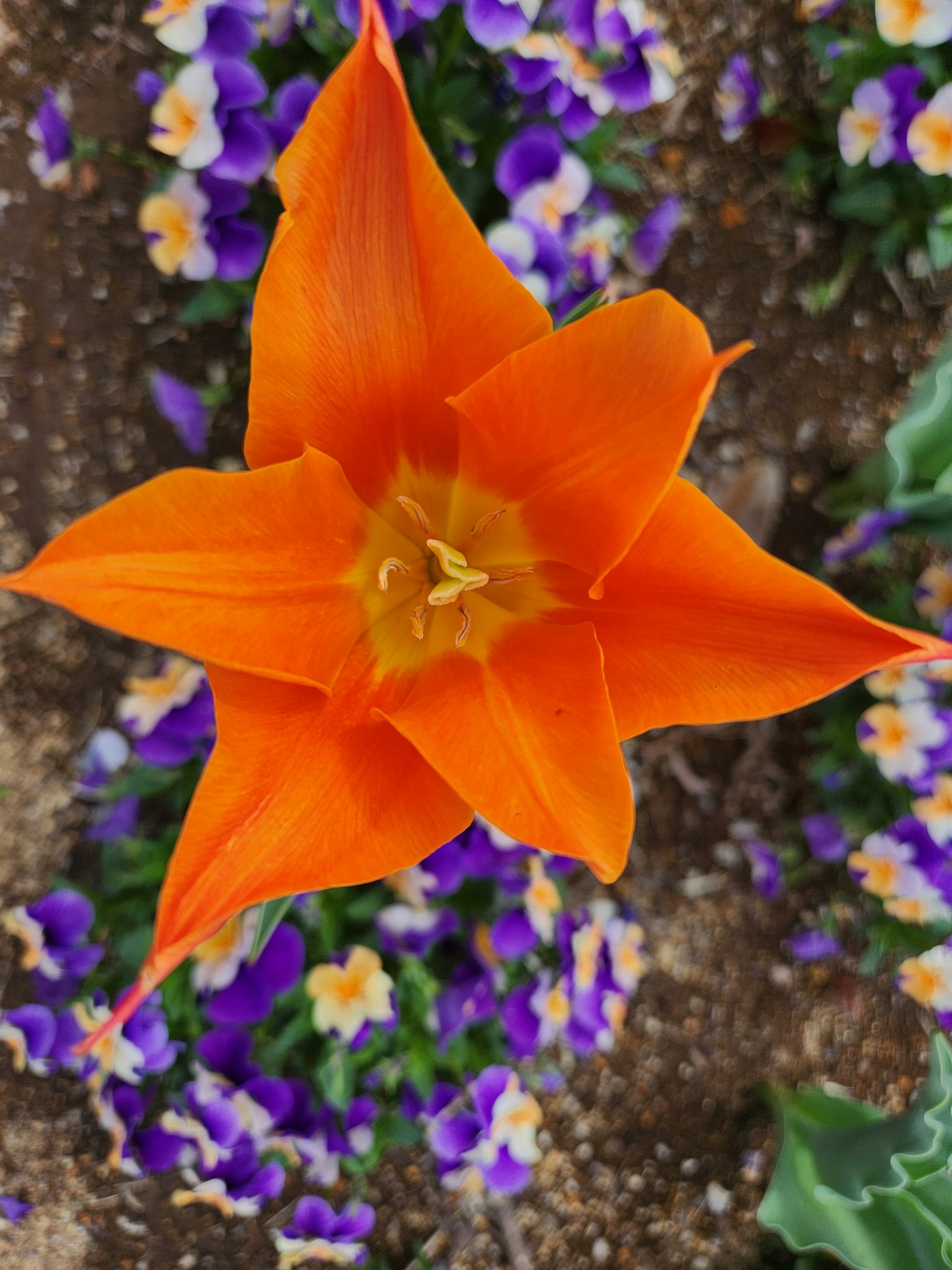 Une fleur de tulipe orange fleurissant au-dessus d'un parterre de pensées violettes