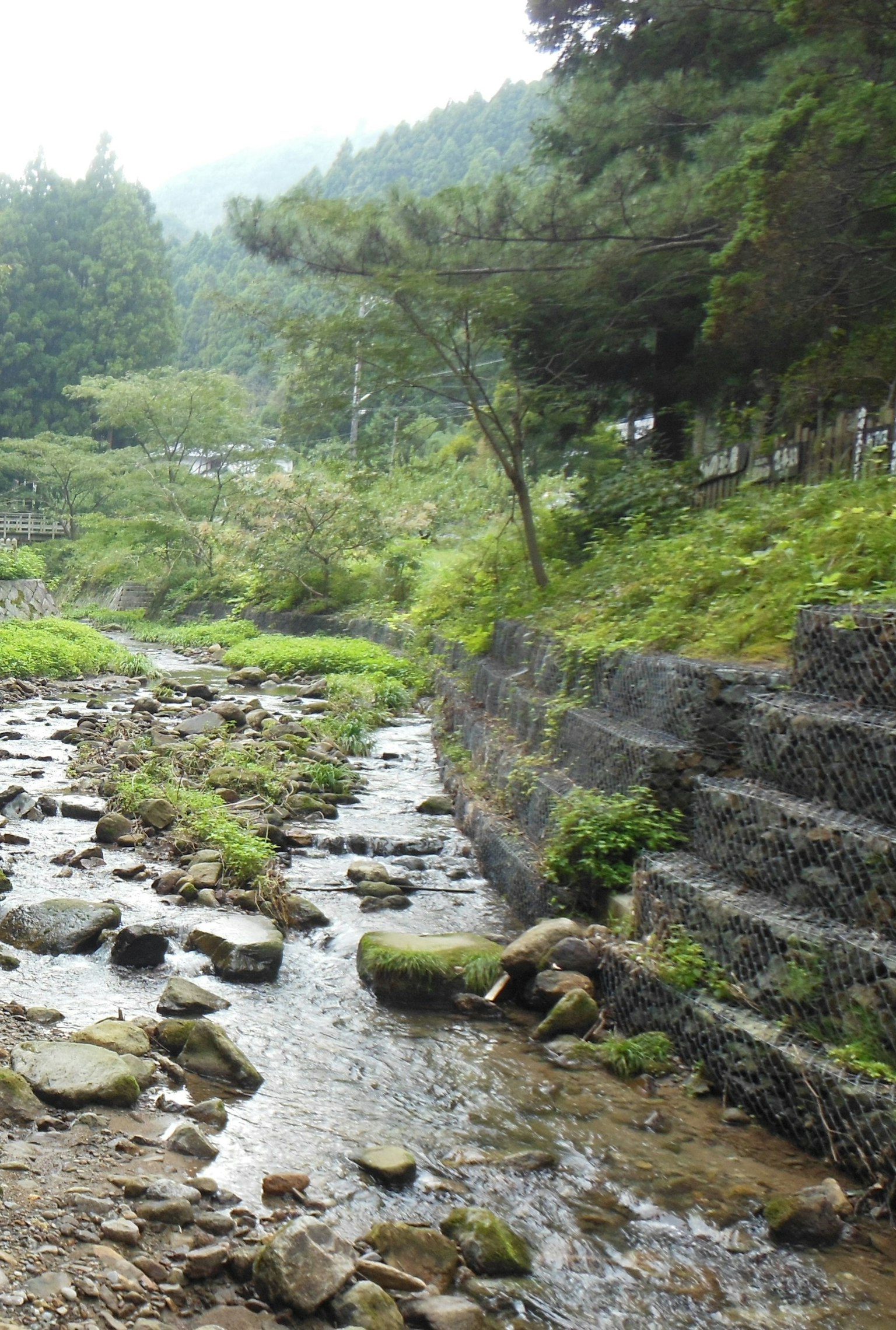 Un ruisseau serein qui coule entouré de verdure luxuriante et d'arbres