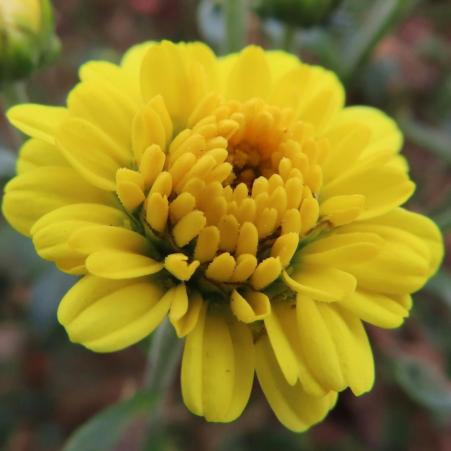Fiore giallo brillante con petali densamente raggruppati al centro