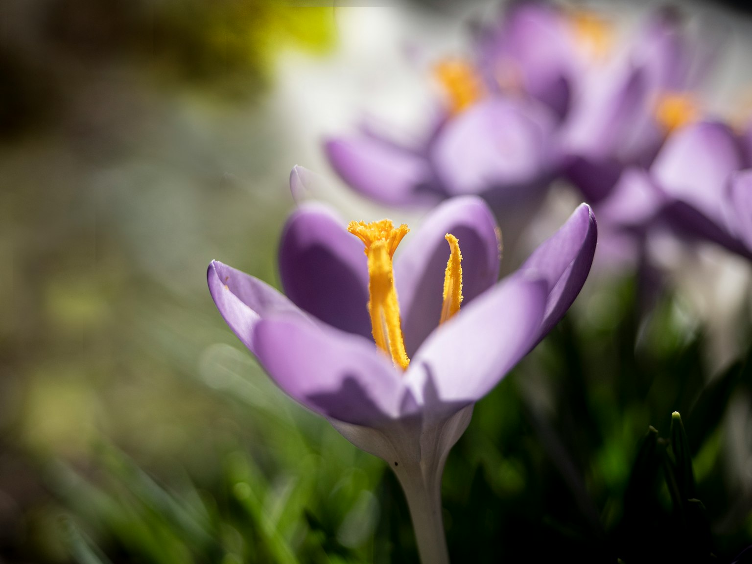 Vibrant purple crocus flower in bloom