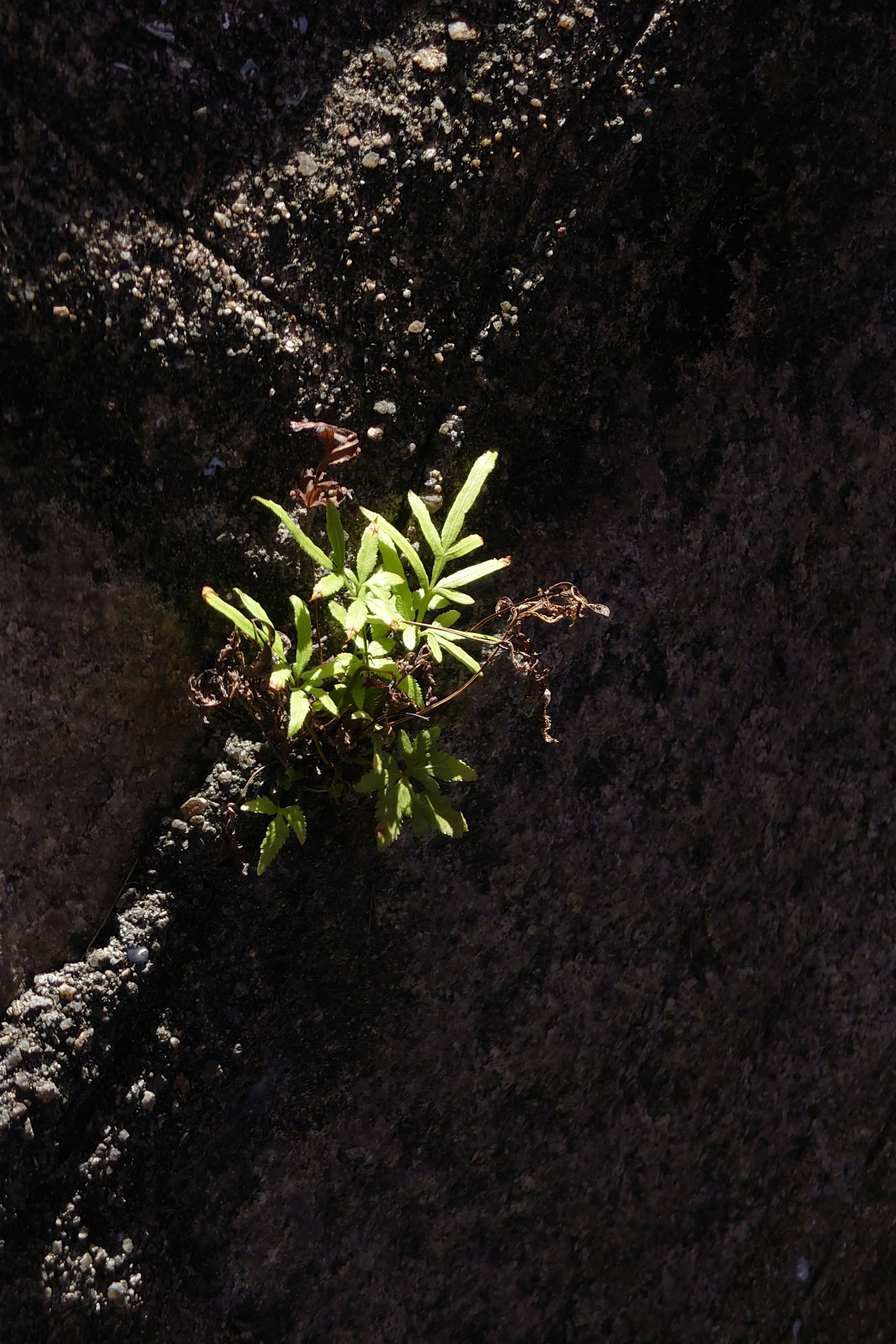 Pianta verde che cresce da una fessura nella roccia
