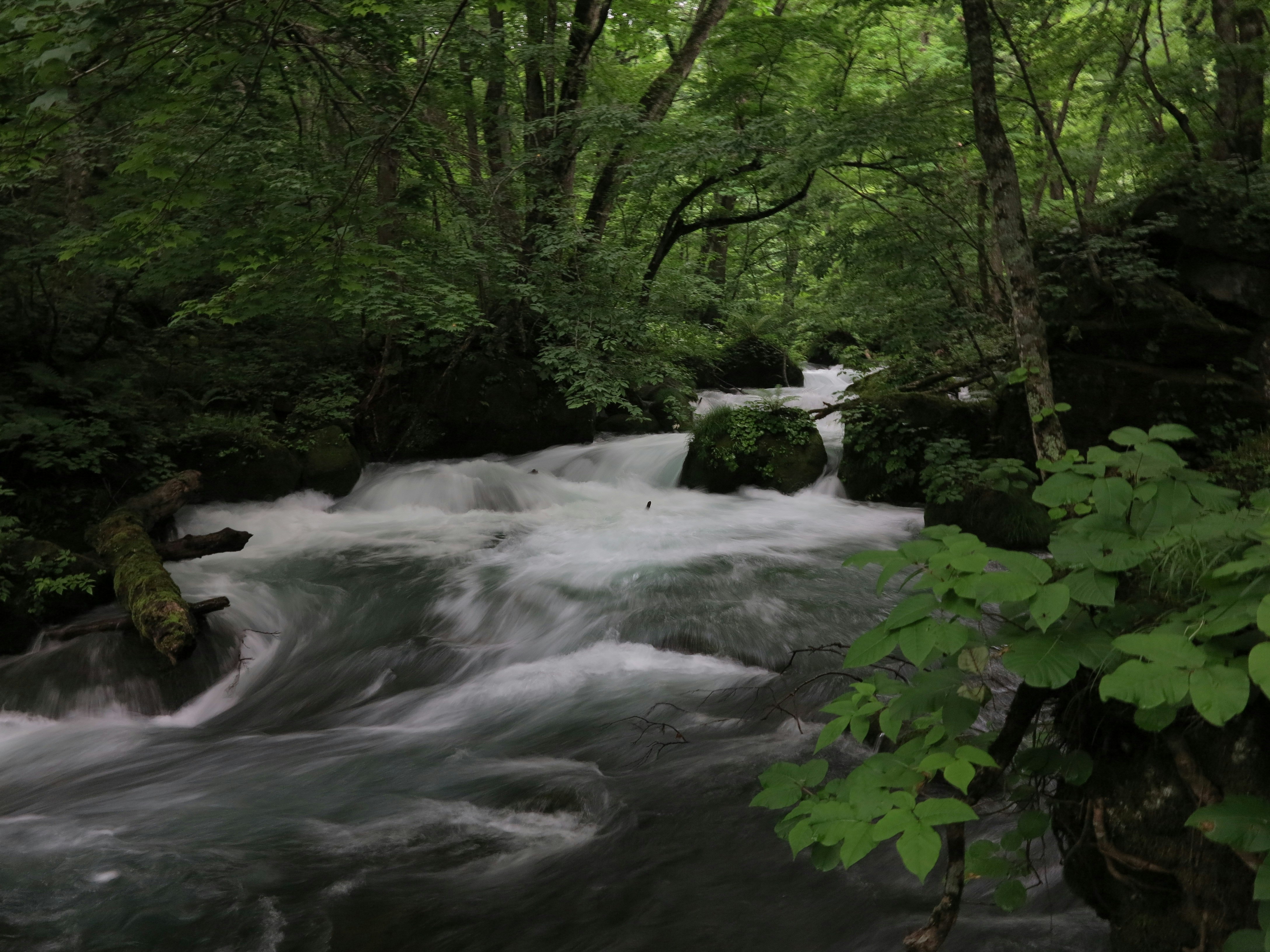 aliran sungai kecil di hutan hijau