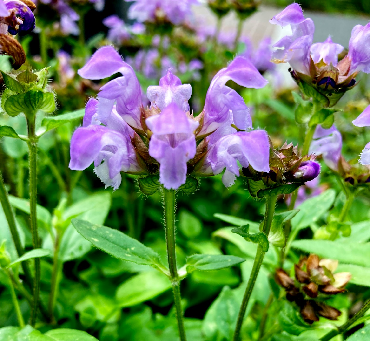 Primo piano di fiori viola che sbocciano su una pianta