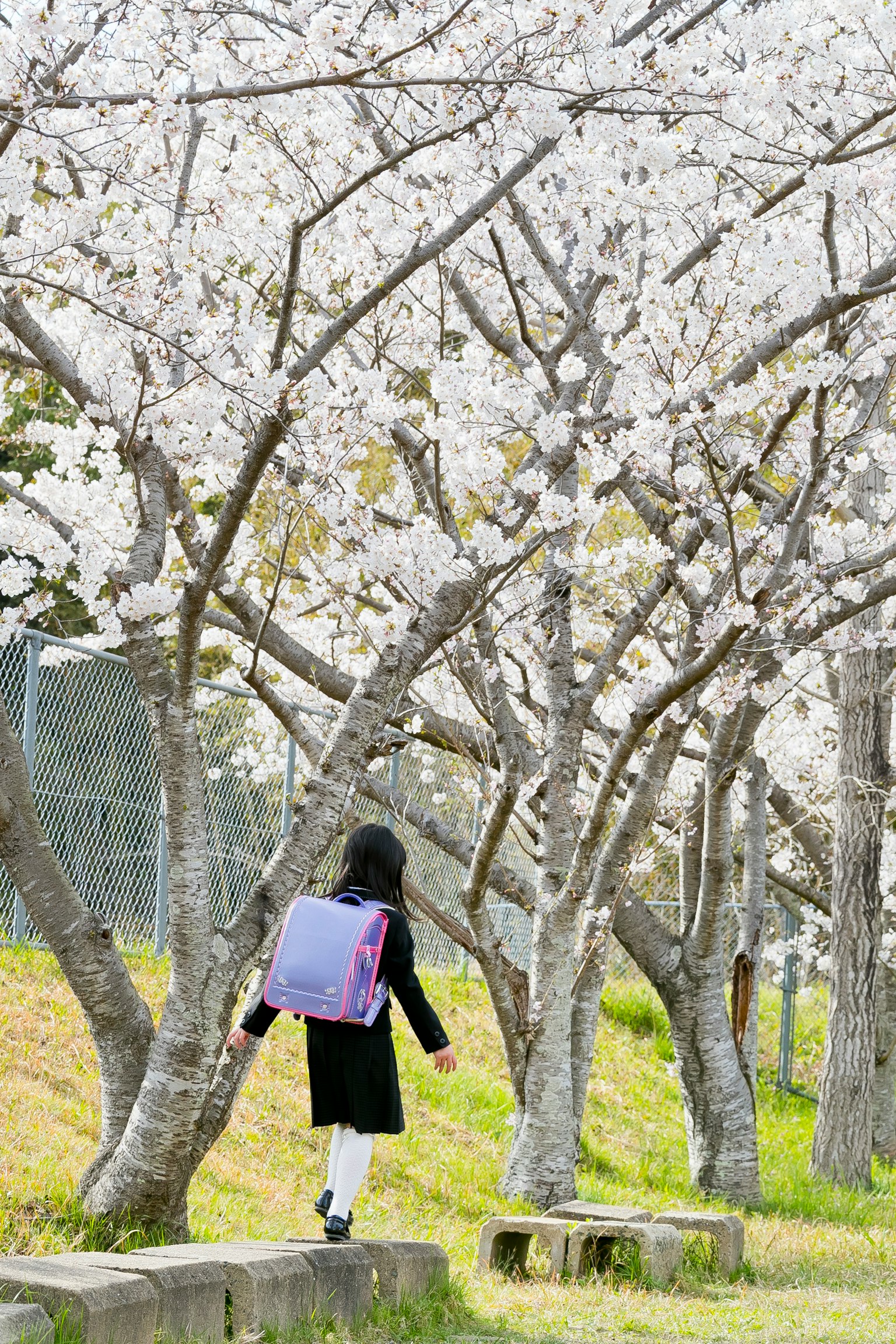 Silhouette of a student walking under cherry blossom trees