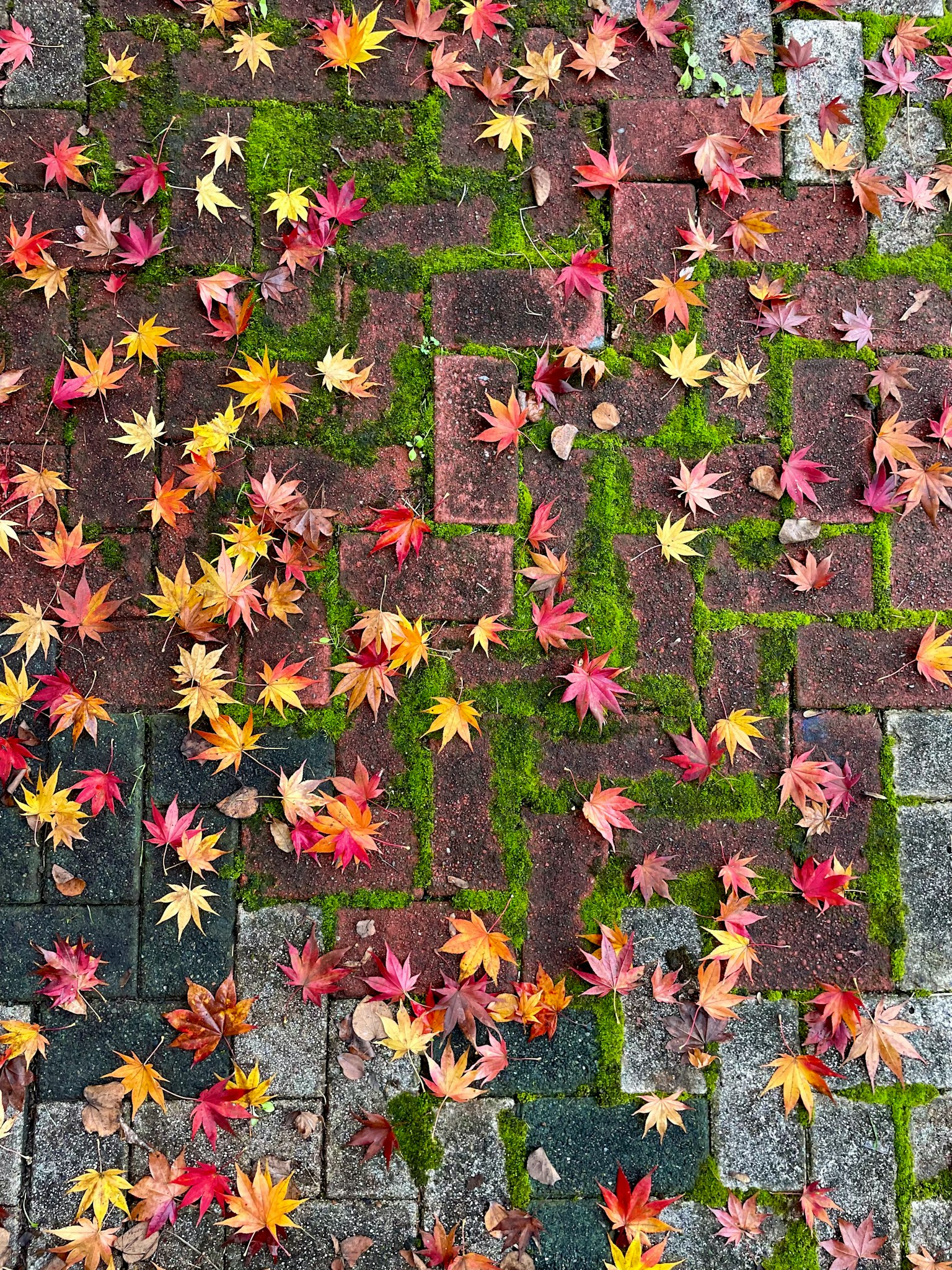 Un tappeto di foglie d'acero rosse e gialle sparse su pavimentazione in pietra in autunno