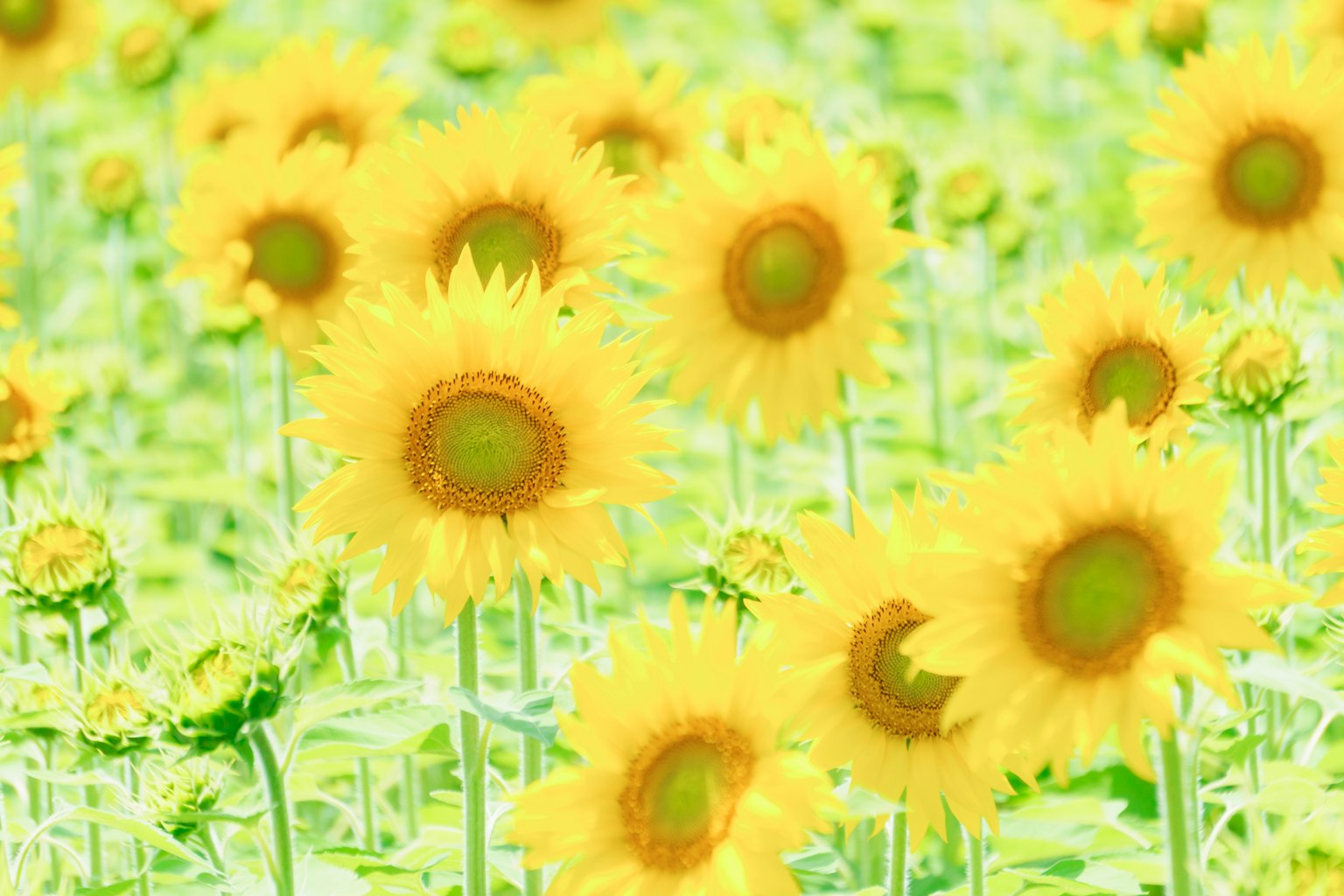 Campo de girasoles brillante con flores amarillas vibrantes