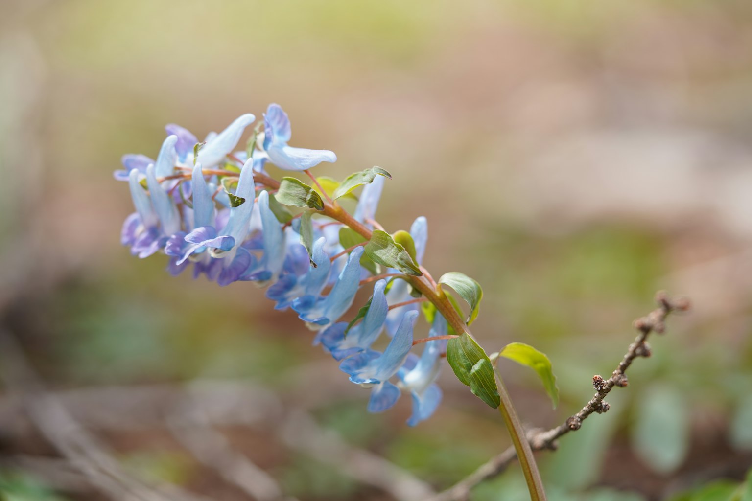Gros plan d'une plante avec des fleurs bleu-violet