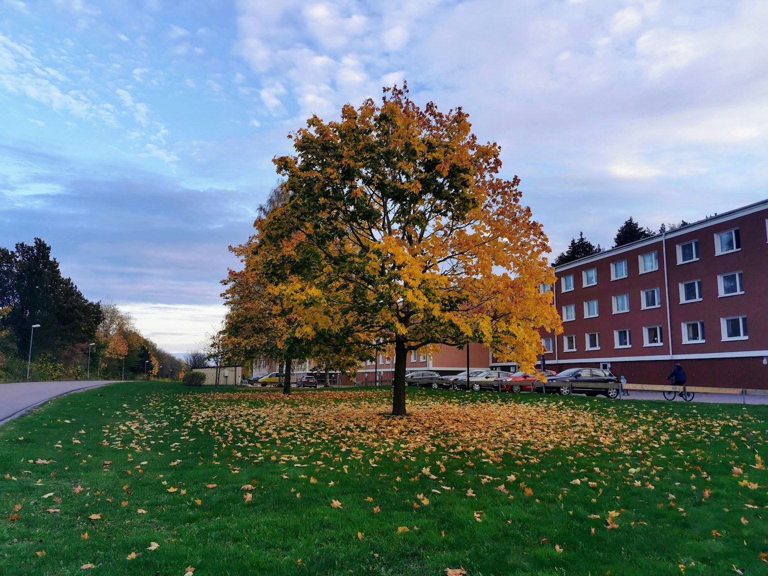 Herbstbaum mit leuchtend gelben Blättern umgeben von gefallenen Blättern