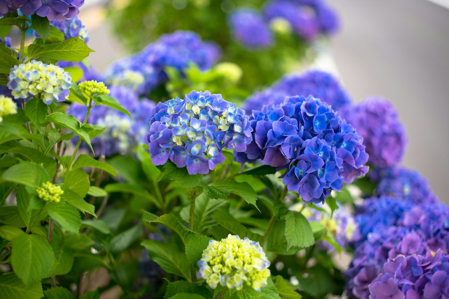 Une scène de jardin vibrante avec des fleurs d'hortensia bleues et violettes